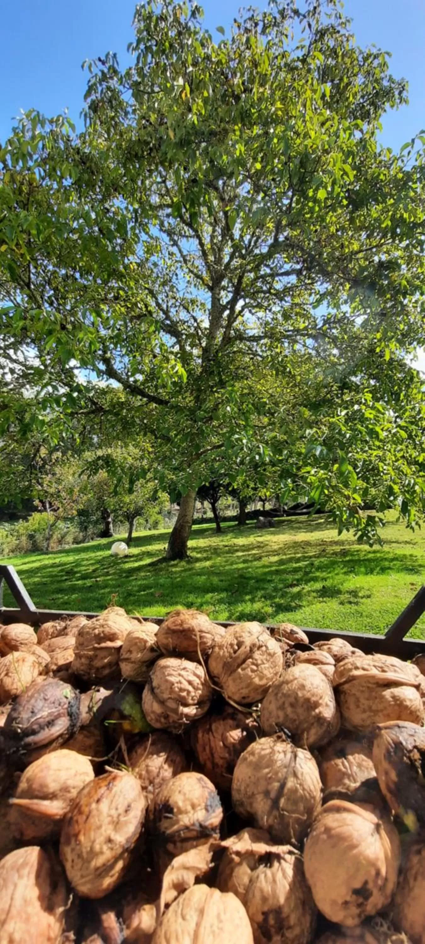Natural landscape in Rectoral de Anllo