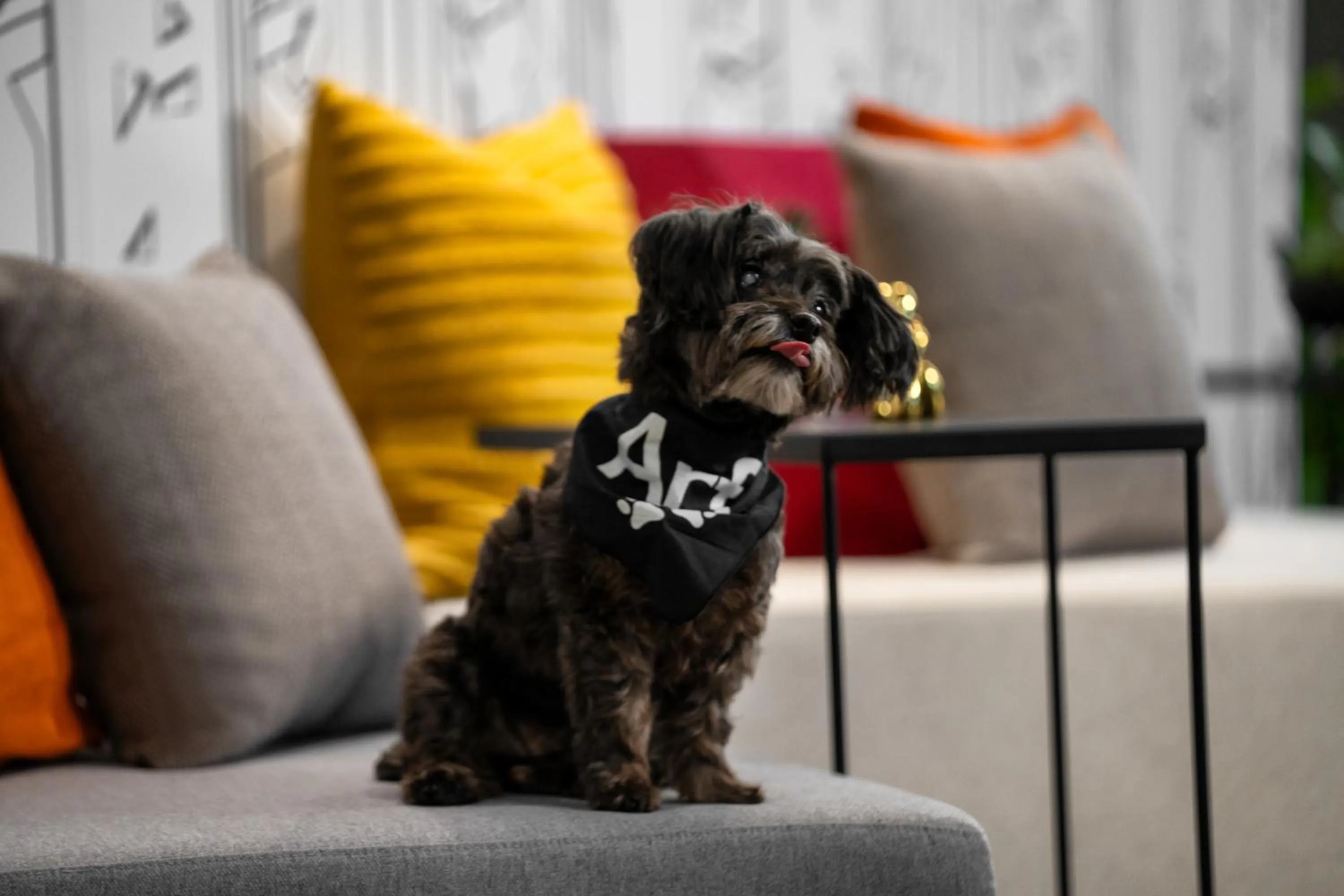 Pets in Aloft New York Chelsea