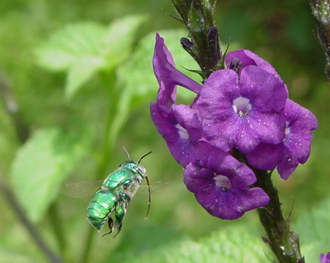Garden in Pura Vida Hotel