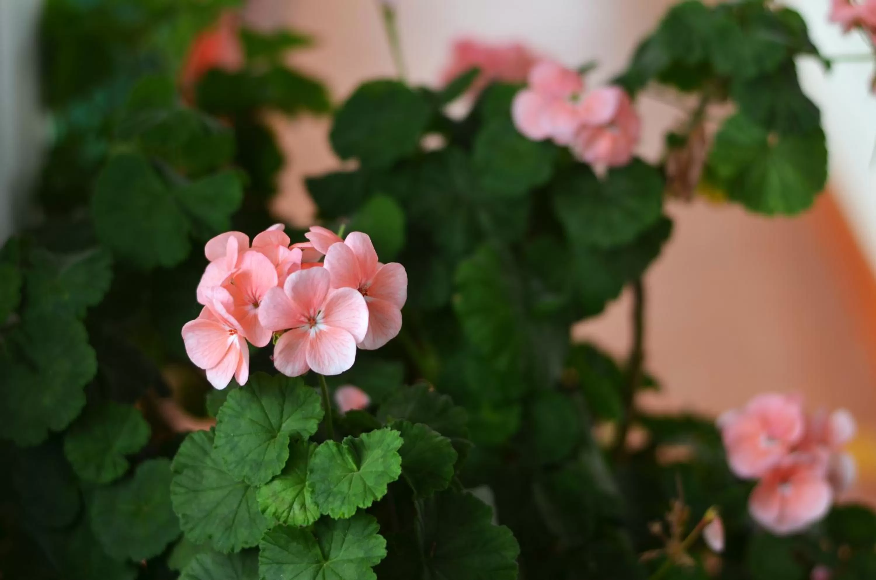 Garden view in Eco Lodge La Juanita