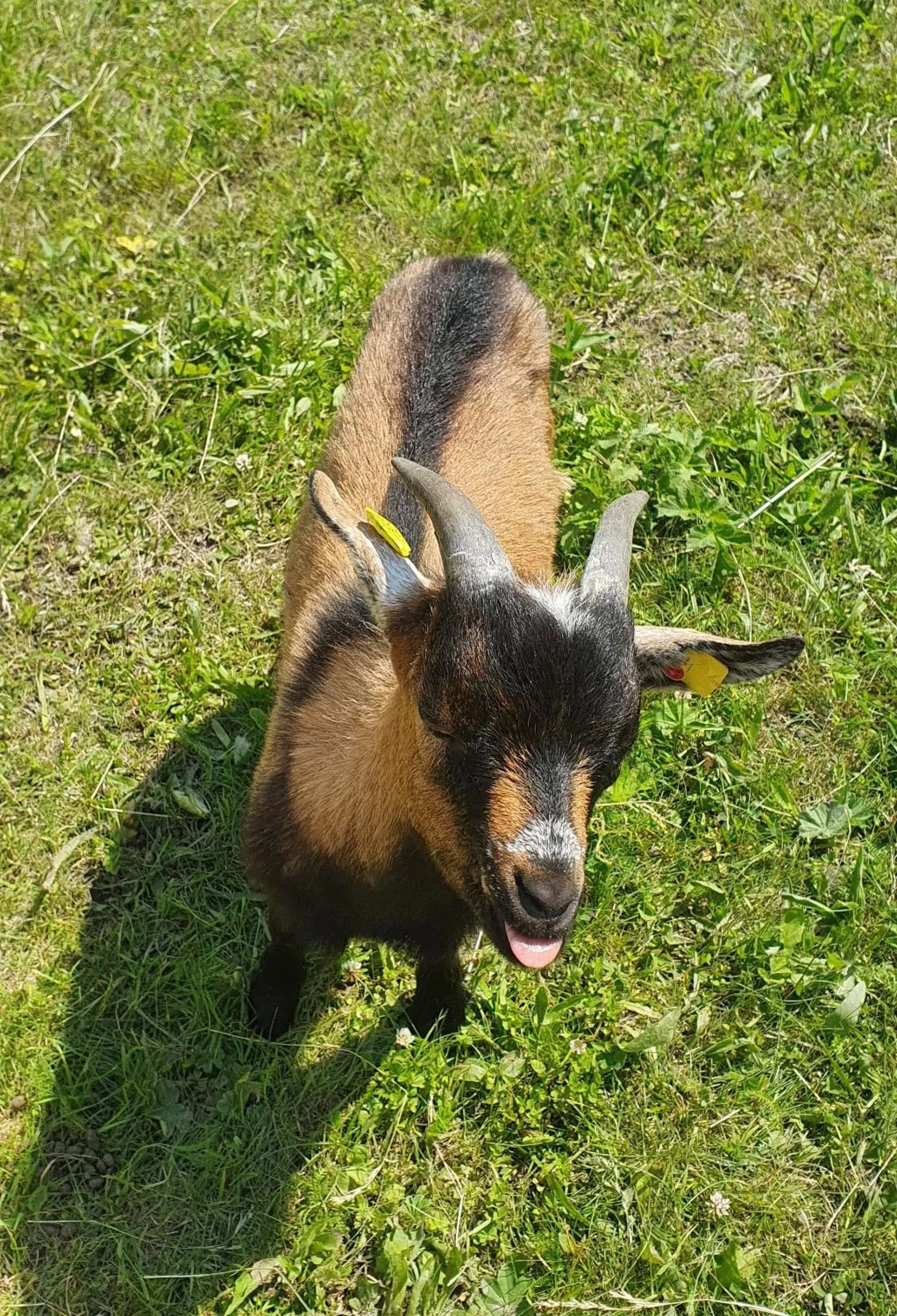 Animals in Hotel Lugsteinhof