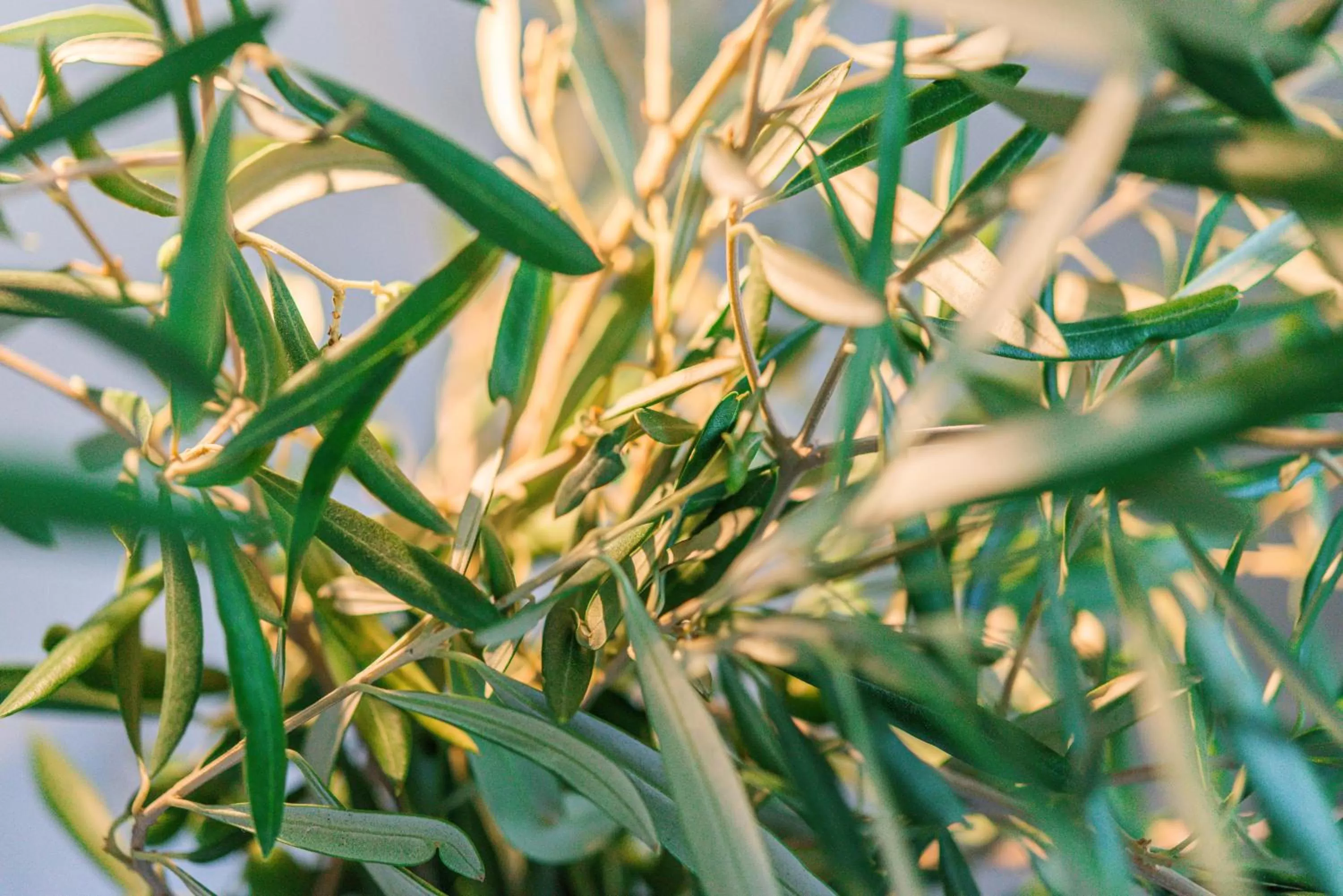 Garden in Nou Baleares
