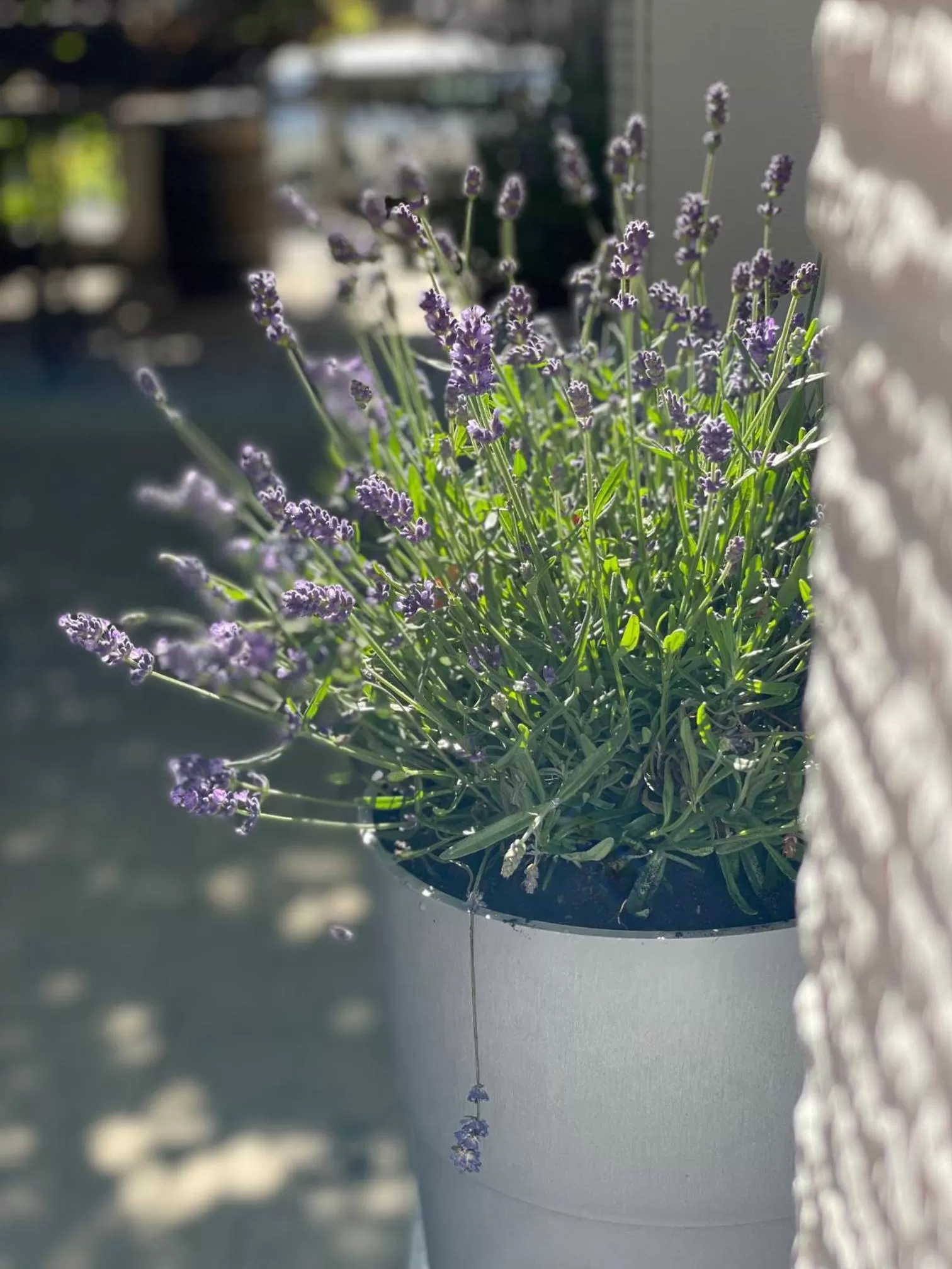 Balcony/Terrace in AUERSTEIN-Hotels auerstein & auerstein-mono