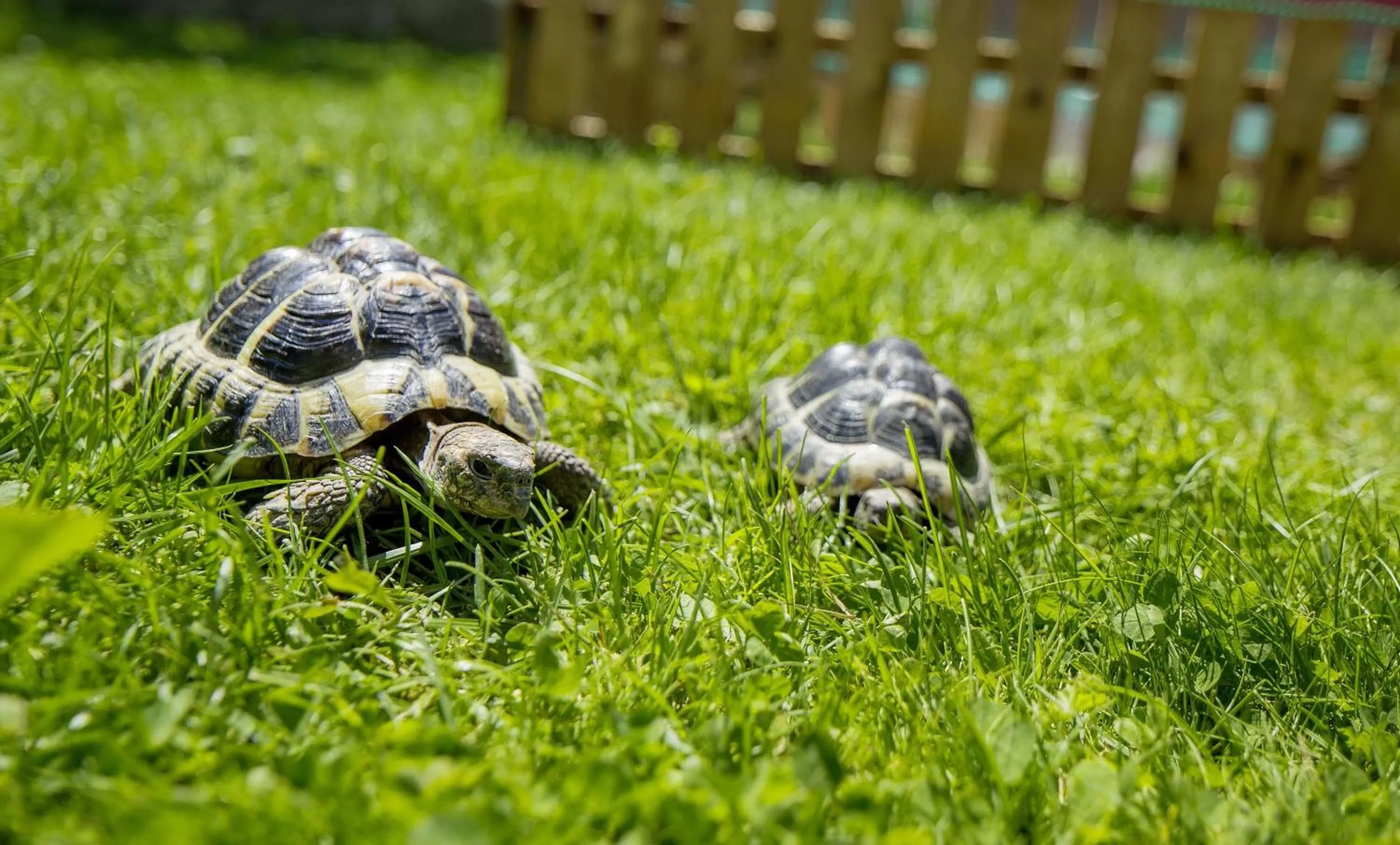 Garden in Wellness- und Schneesporthotel Christiania