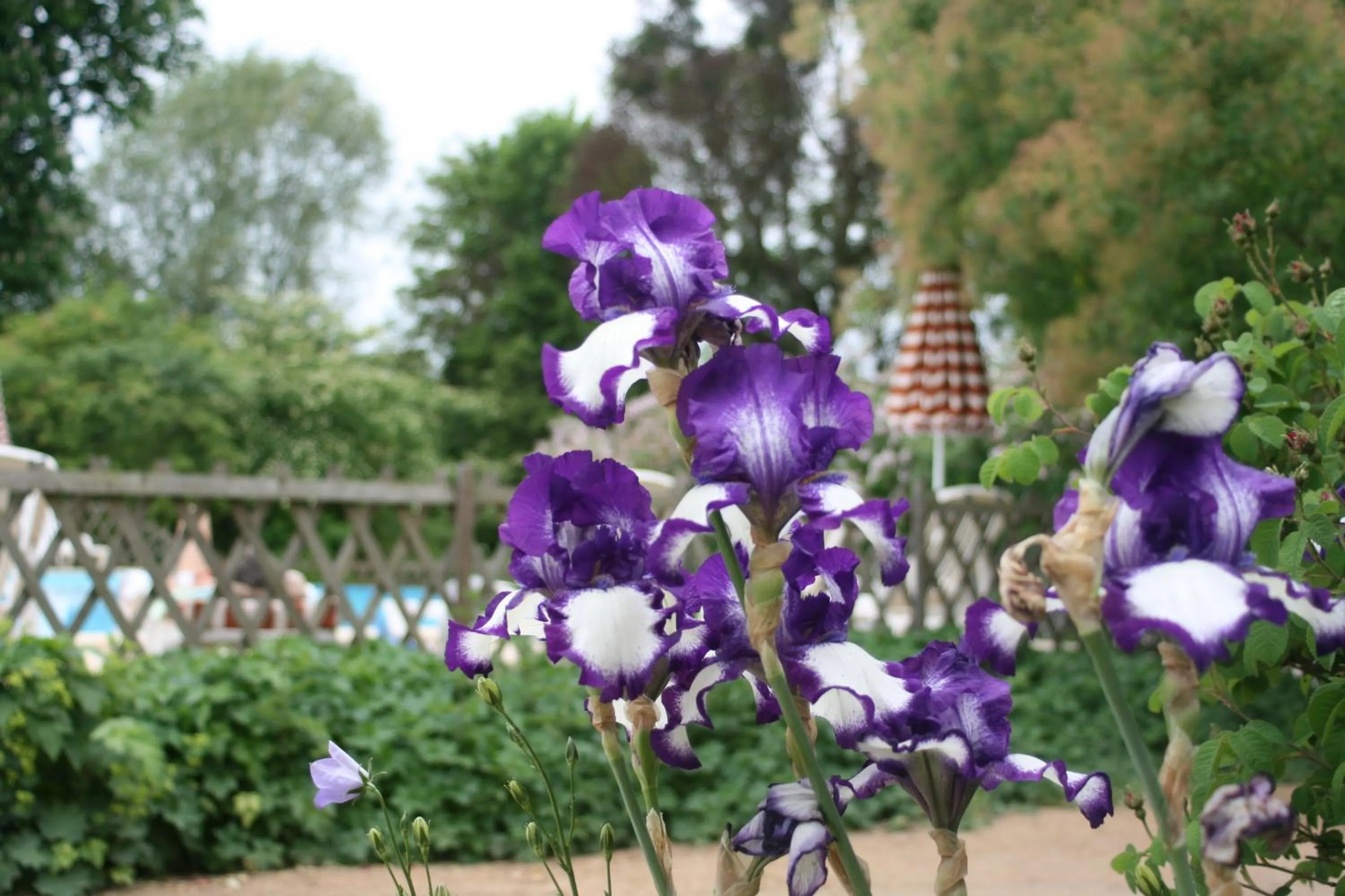 Garden in Logis Les Loges du Parc