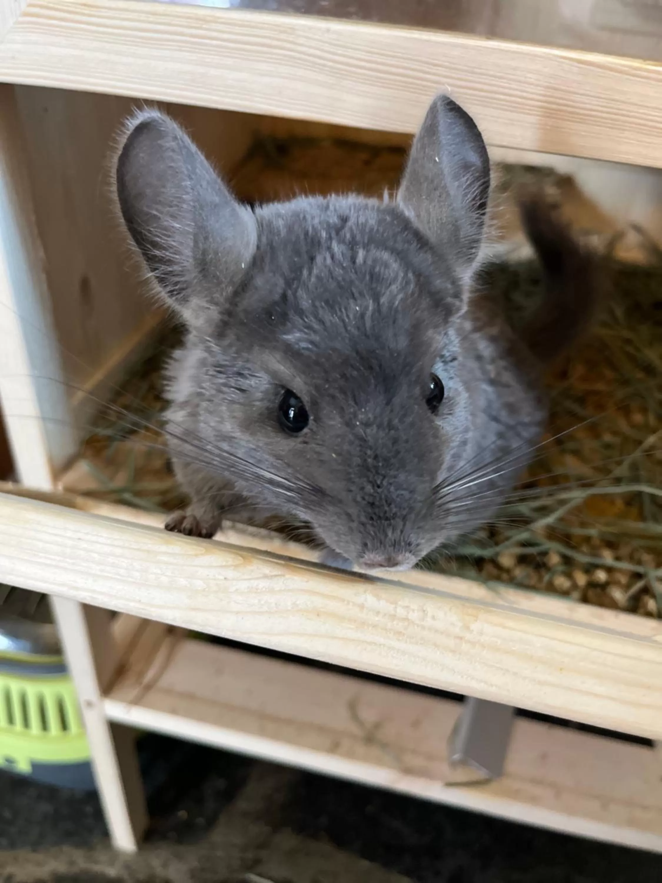 Animals in Hotel La Grange - Animal Chic Hotel