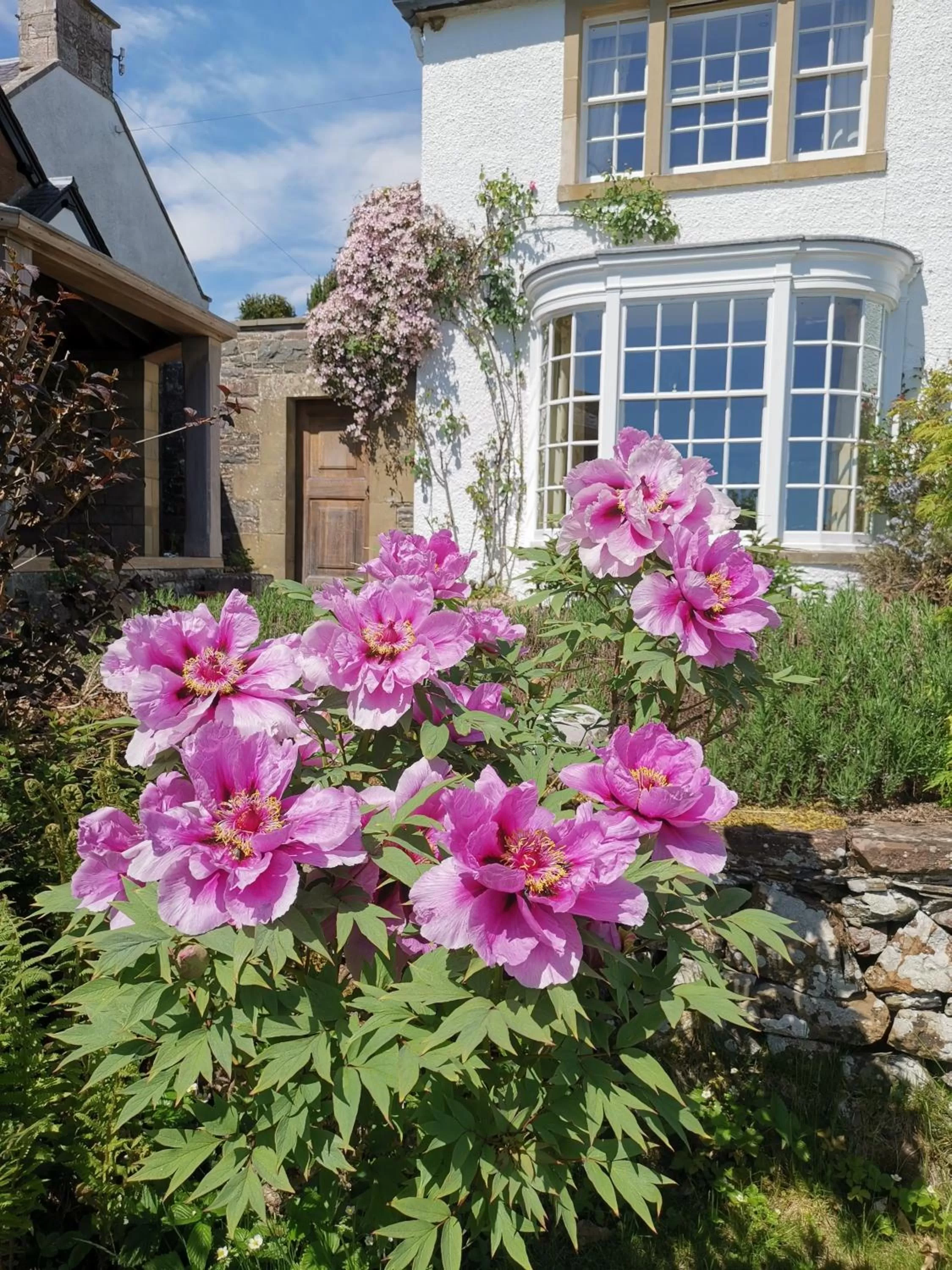 Garden in Bowden House B&B