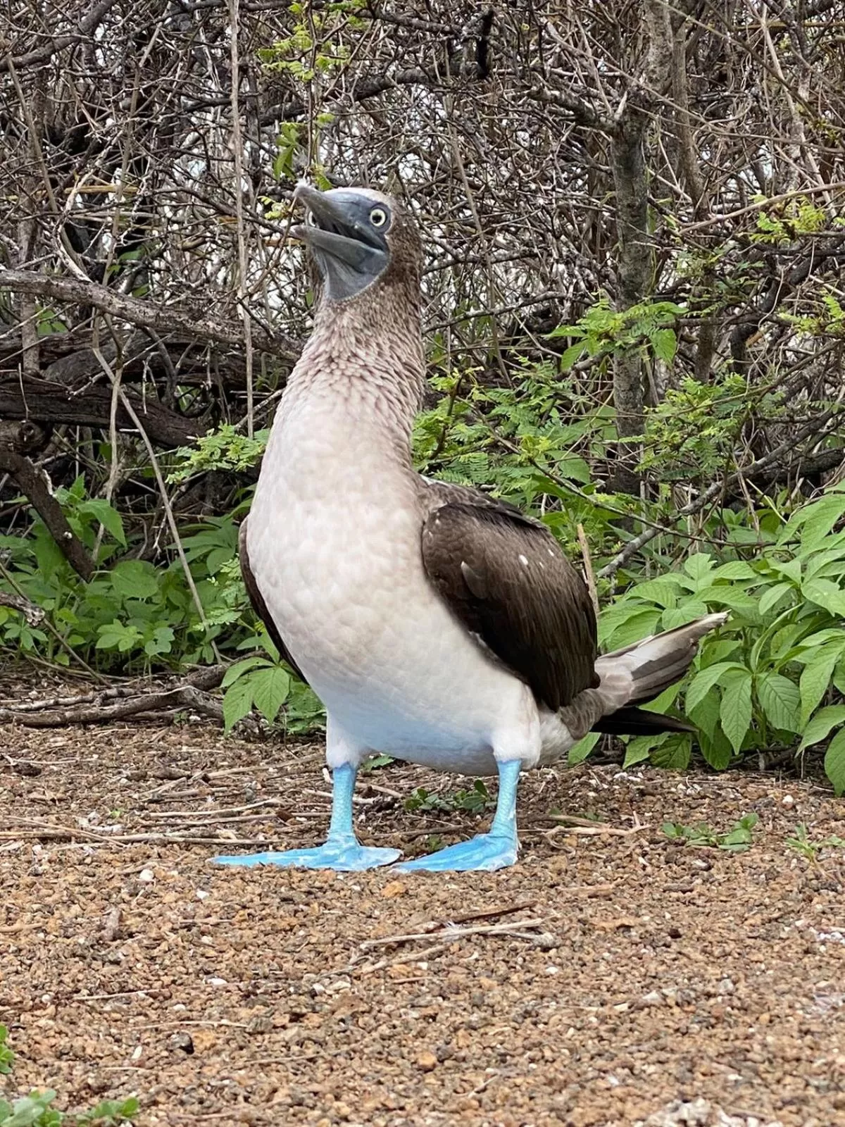 Other Animals in Hostal Casa Edén