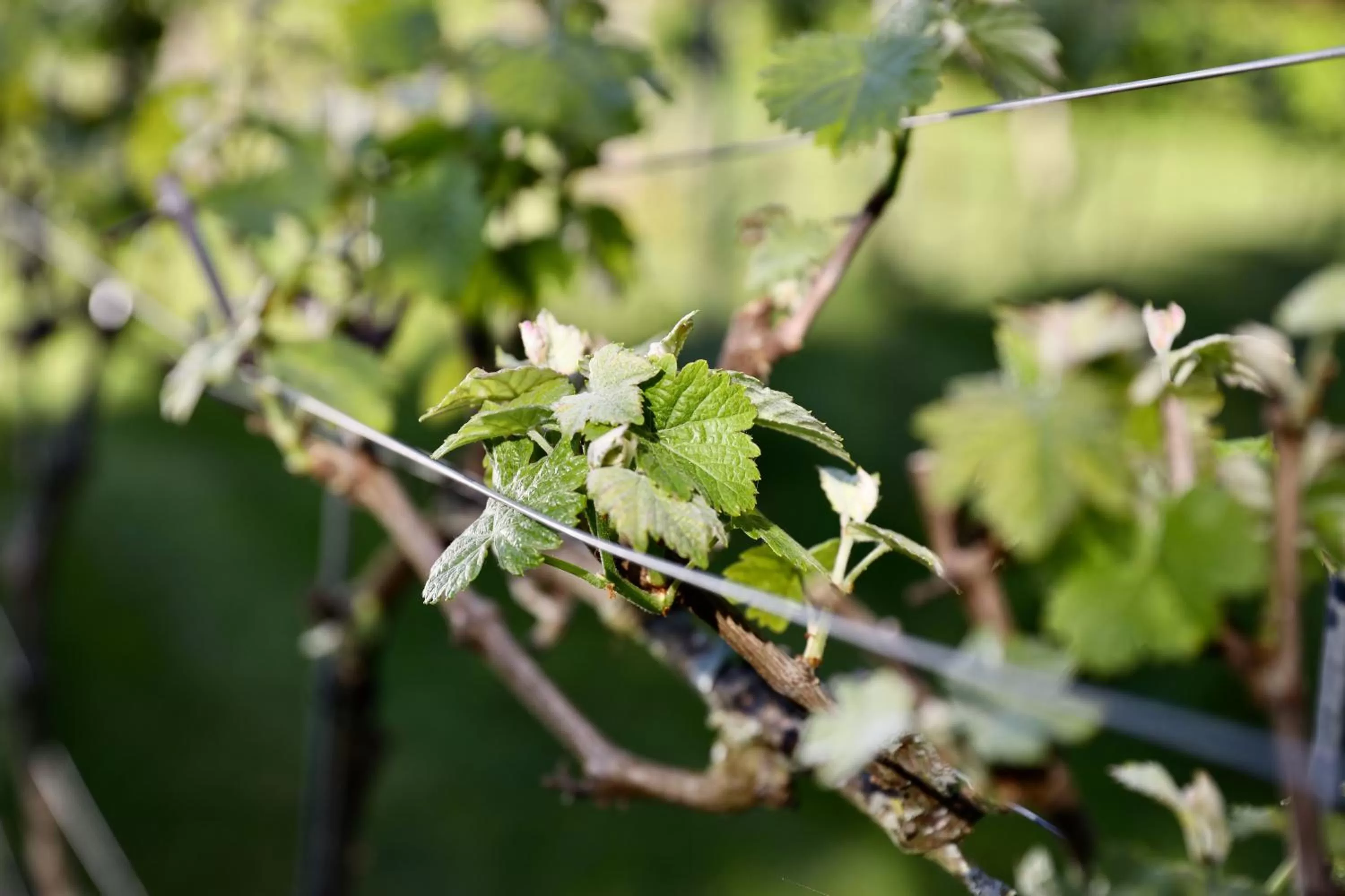 Spring in de Lochemse Berg