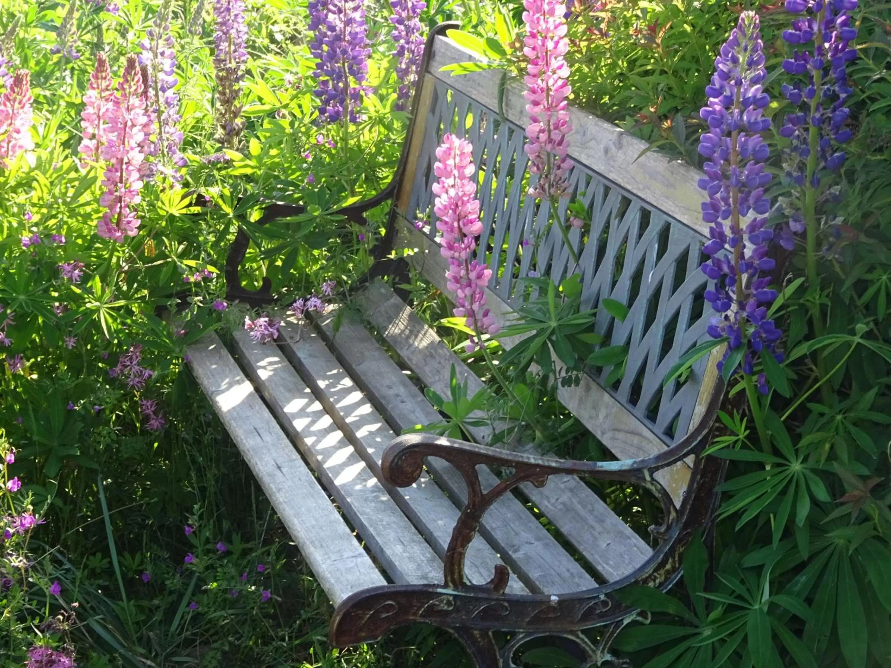 Garden in Landhotel Kastanienallee Putbus