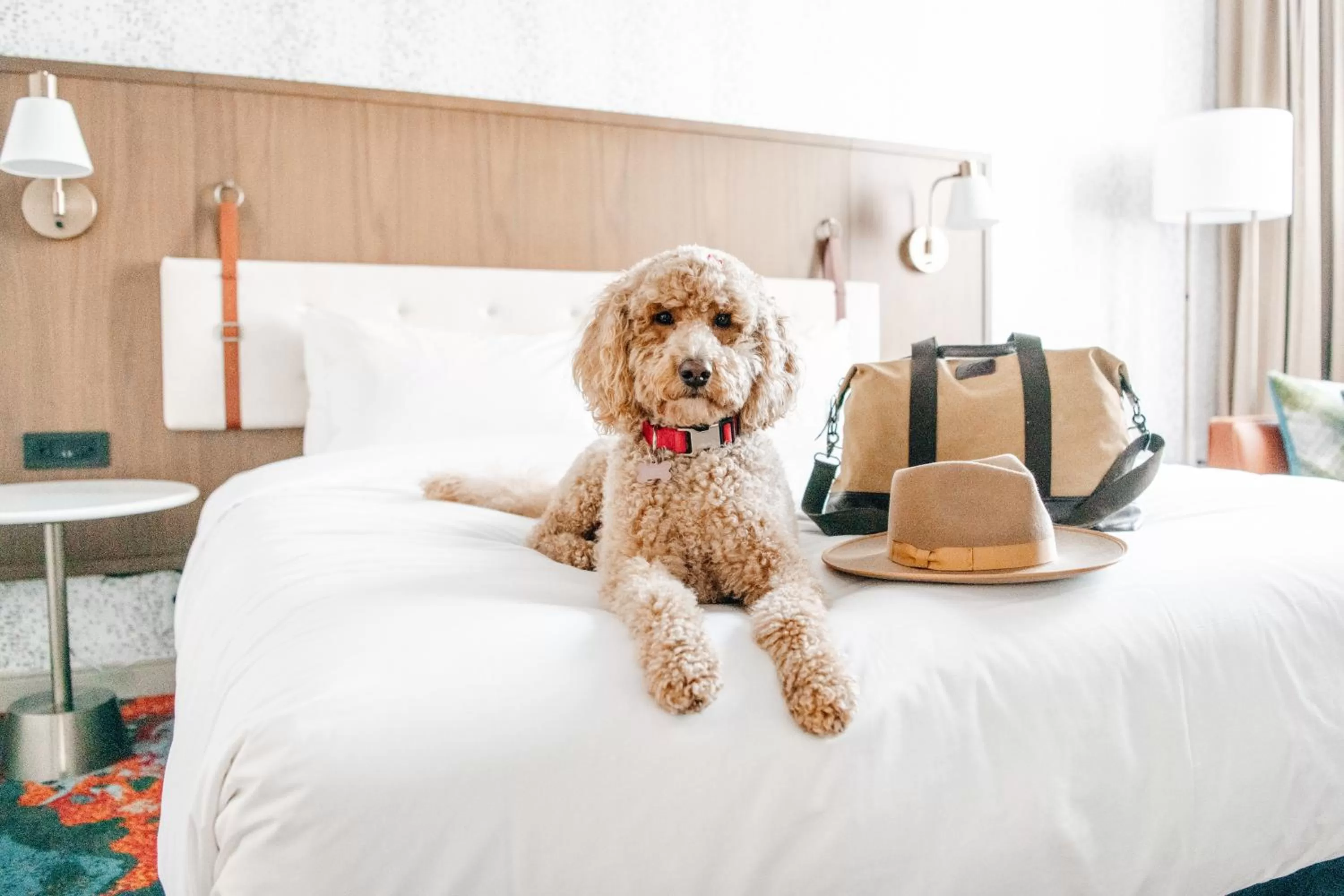 Pets, Bed in Hyatt Centric Downtown Denver