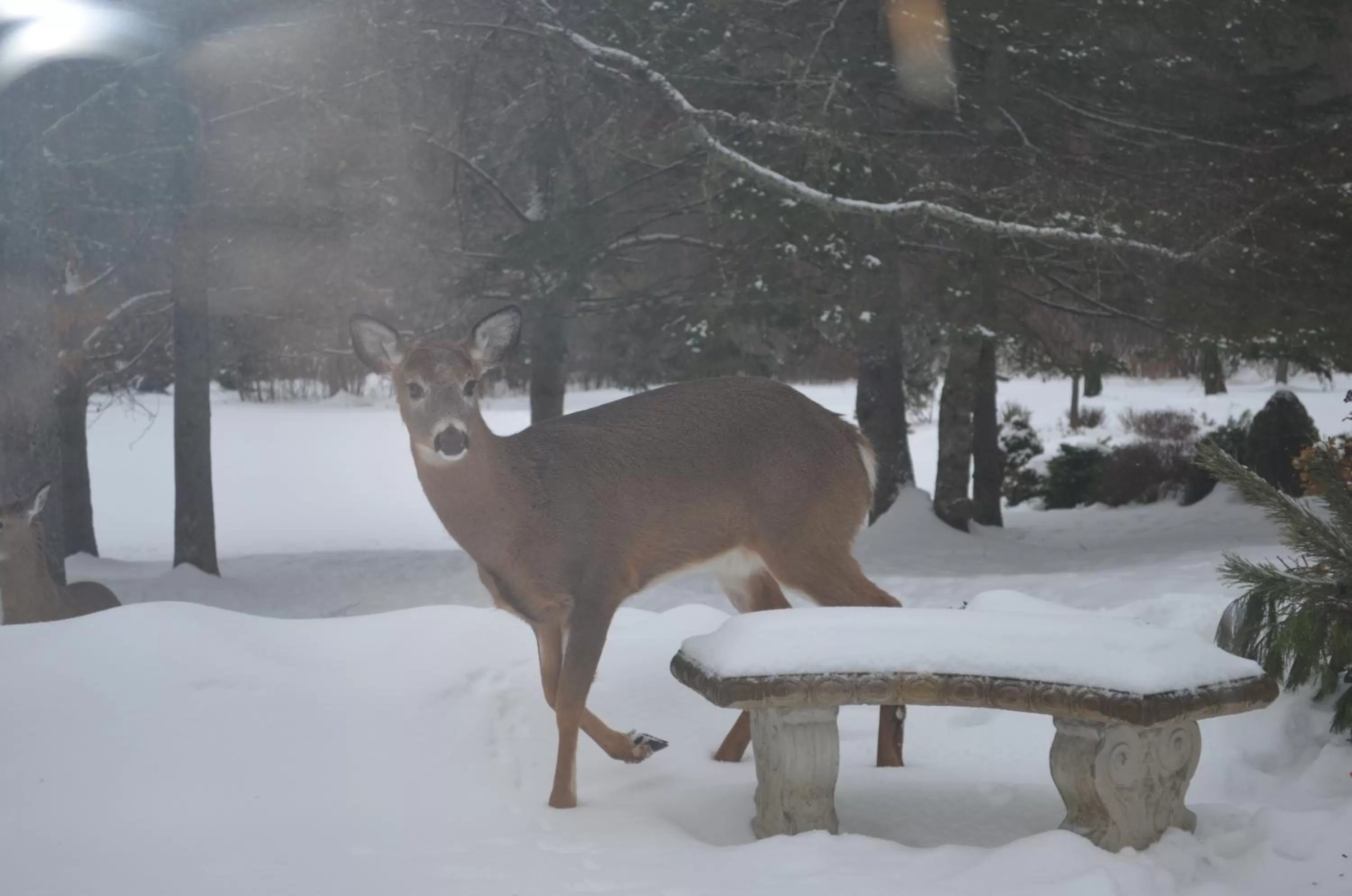 Briarwood Bed & Breakfast