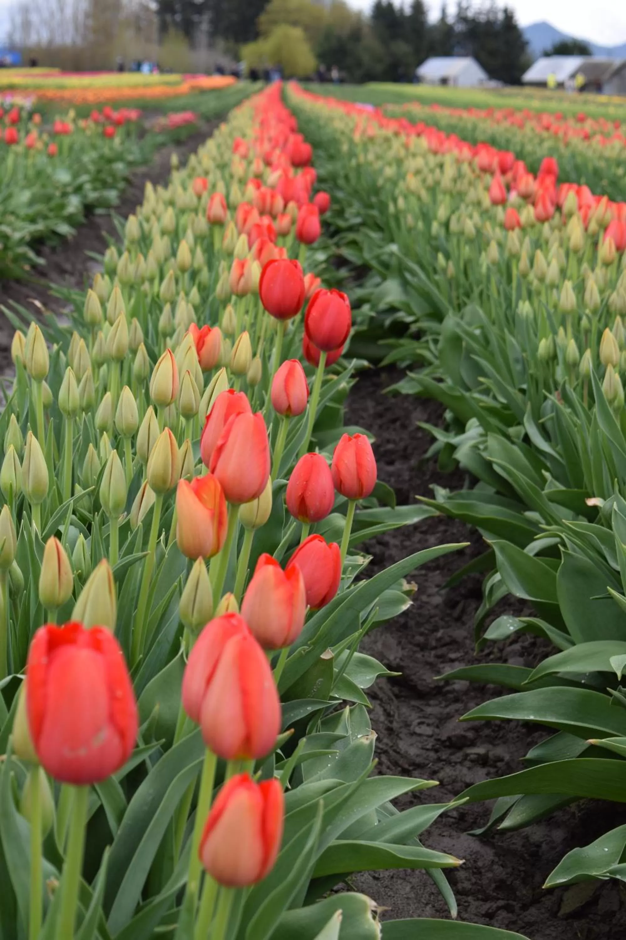 Activities in La Conner Channel Lodge