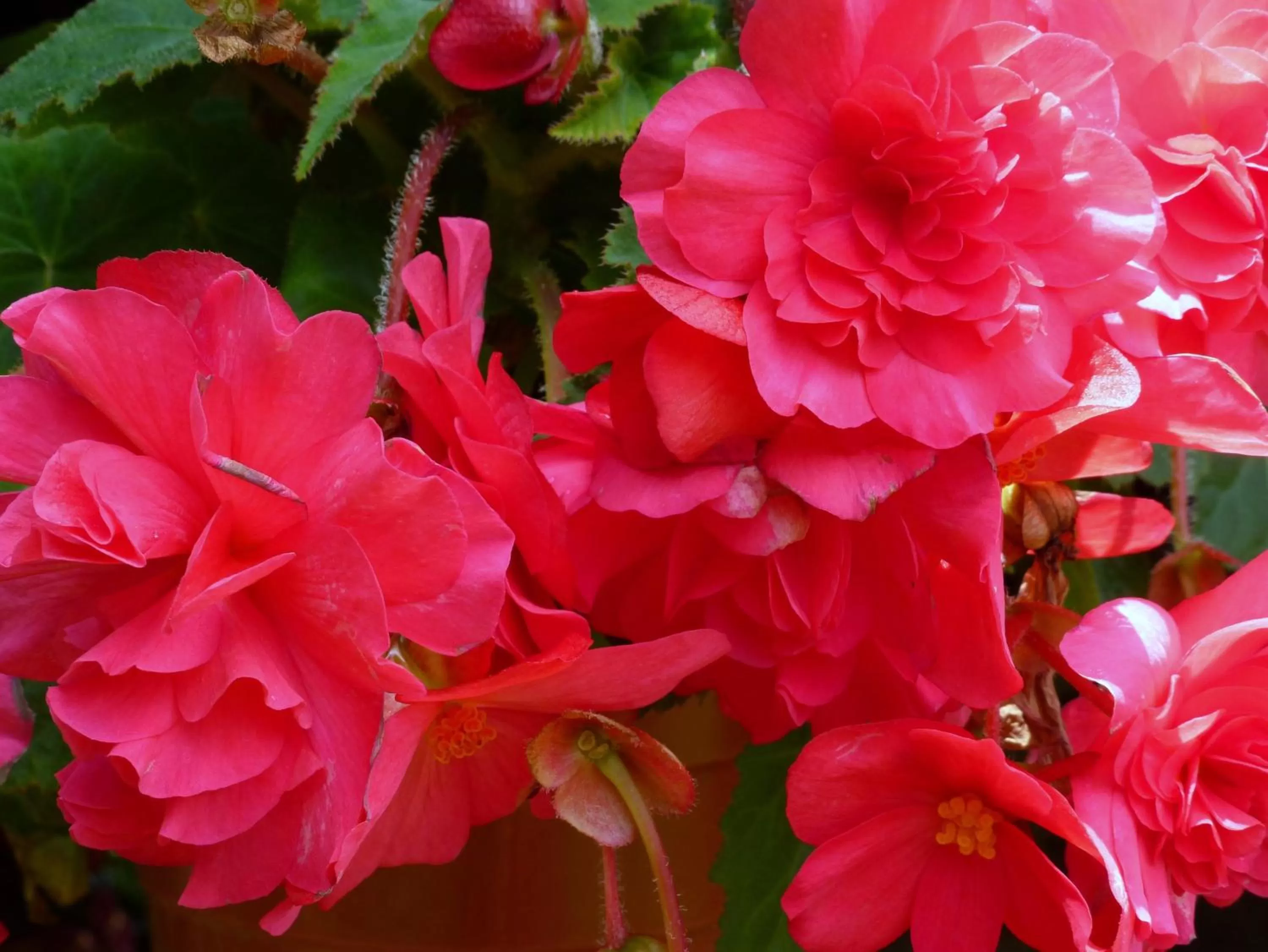 Garden in Finca El Cielo