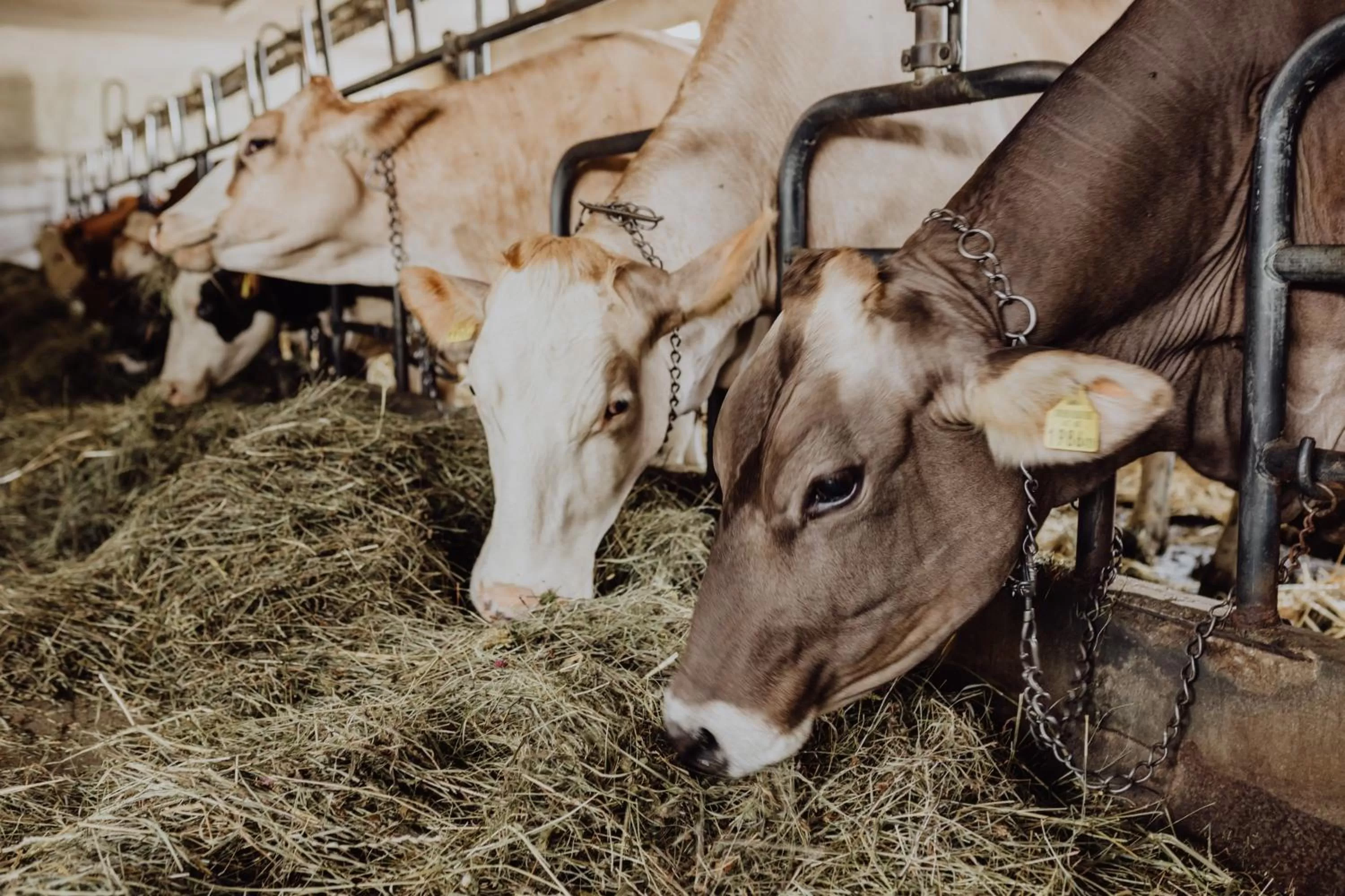 Patio, Pets in Panorama Hotel Gasthof Leidingerhof