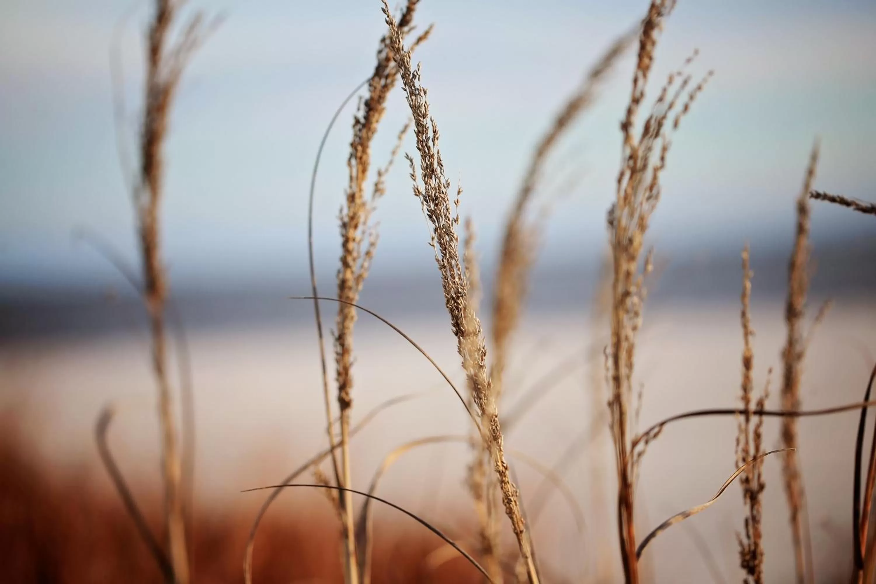 Natural landscape in South Beach Biloxi Hotel & Suites