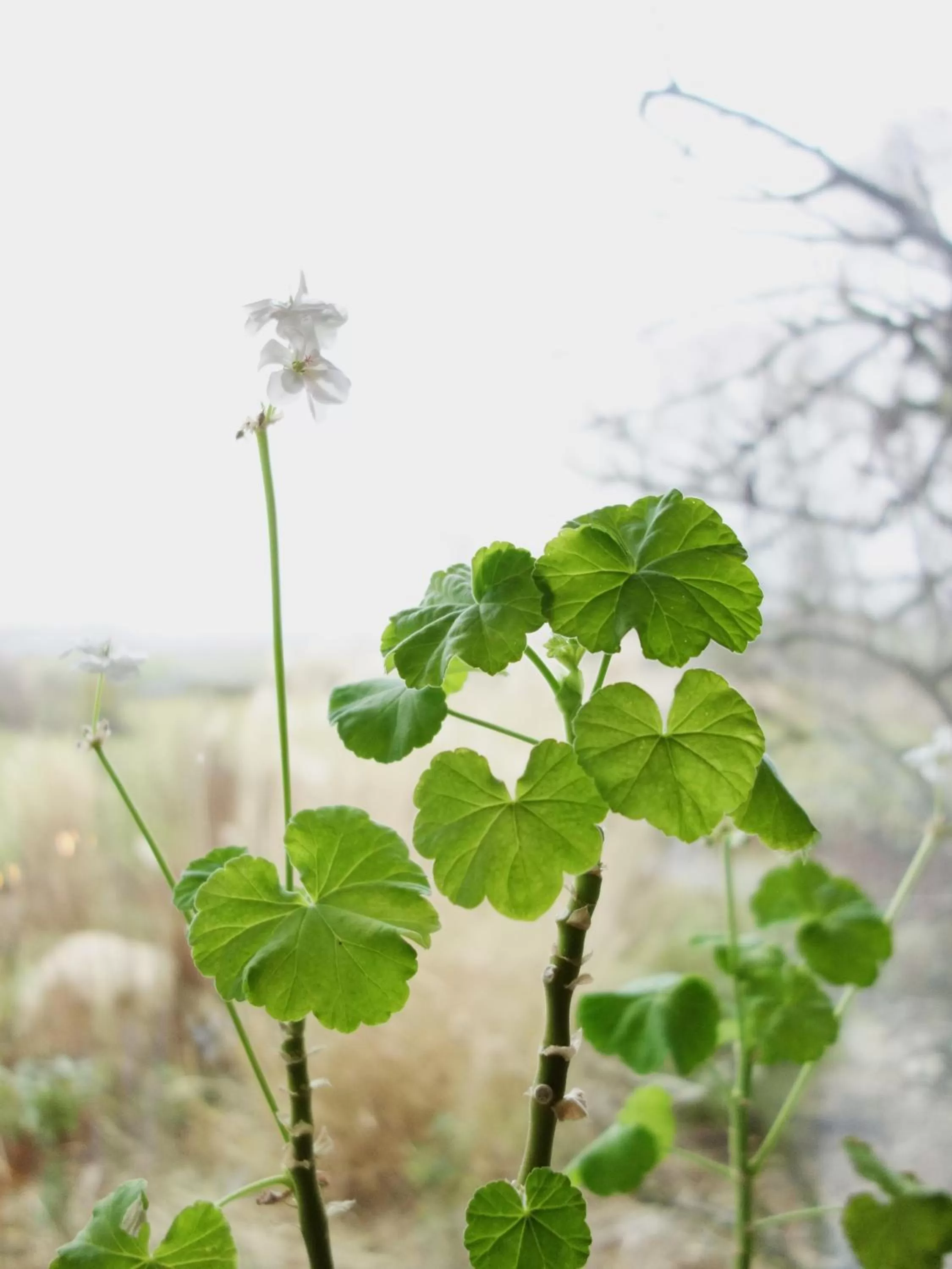 Natural landscape in Vikens bed and Breakfast