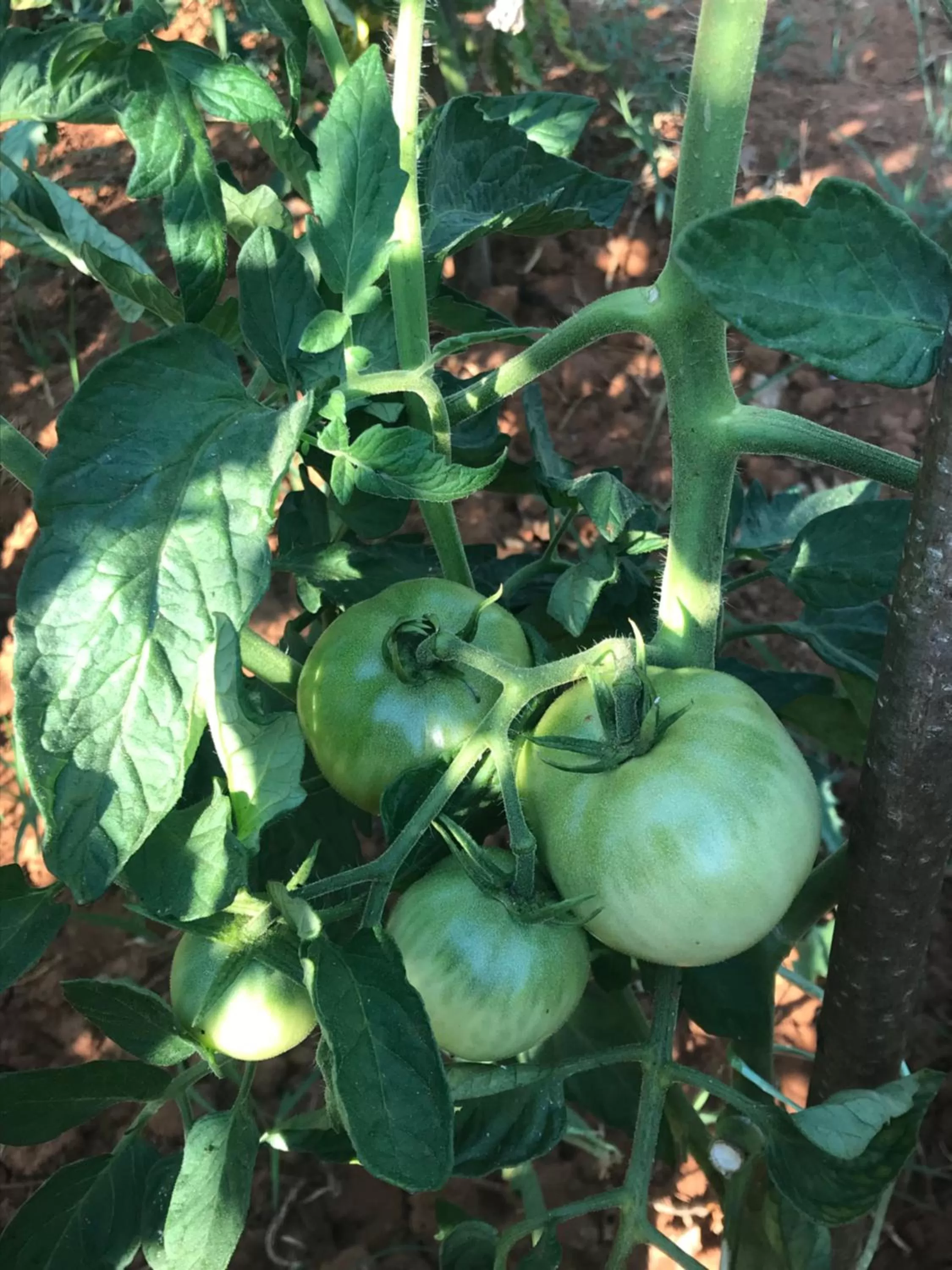 Restaurant/places to eat in Villa Flowers