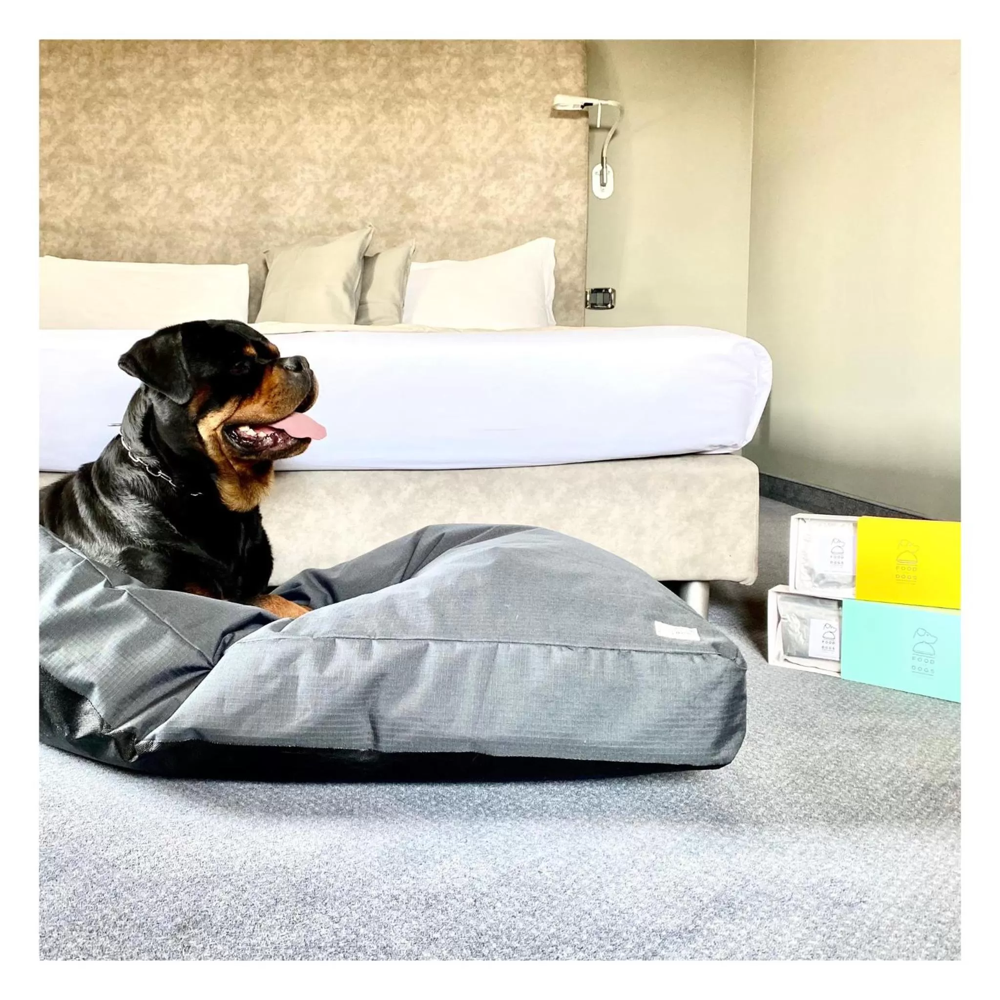 Pets in Settecento Hotel