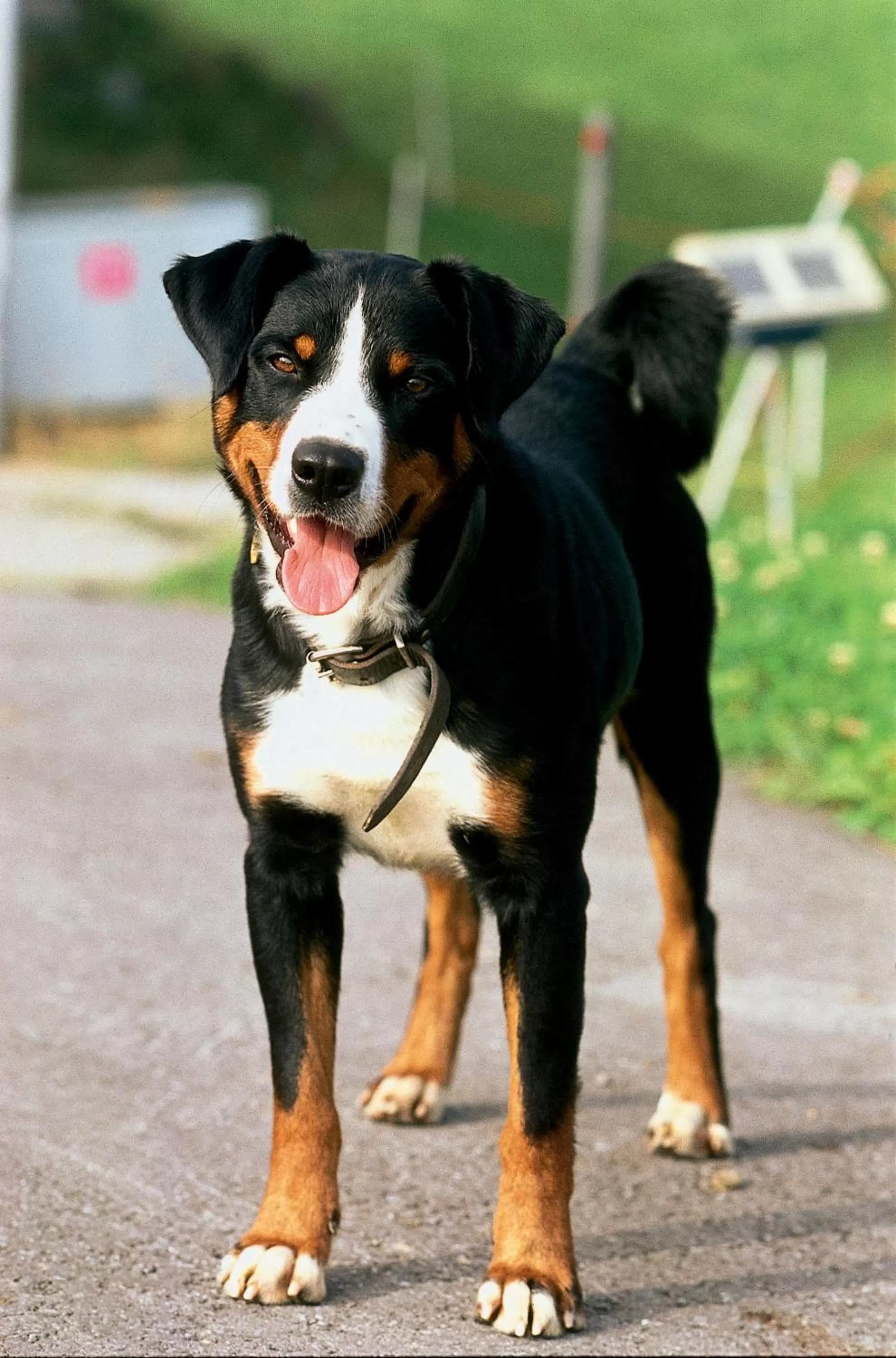 Animals in Hotel Landhaus Säntis Herisau