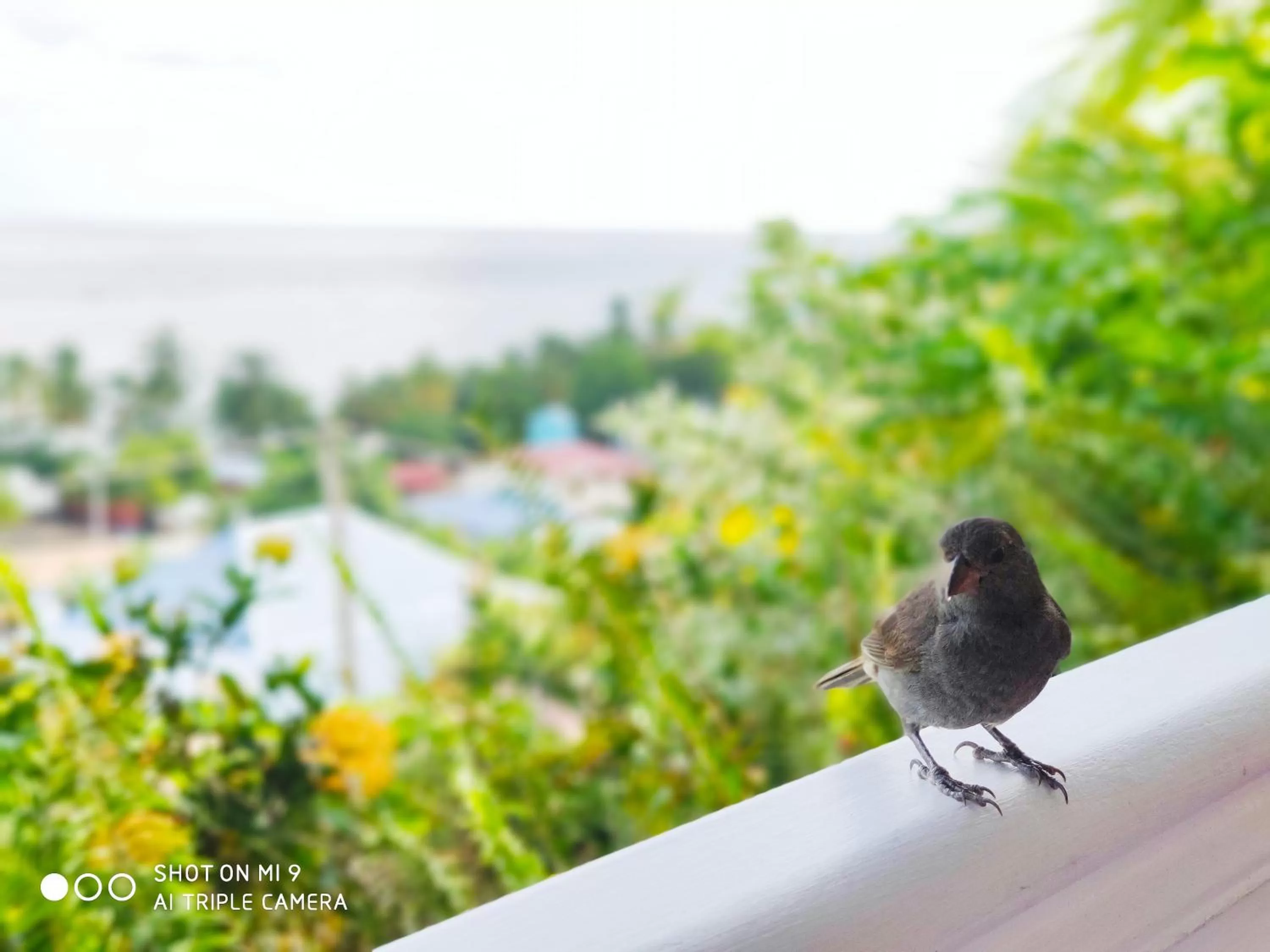 Animals in Hotel Le Manguier
