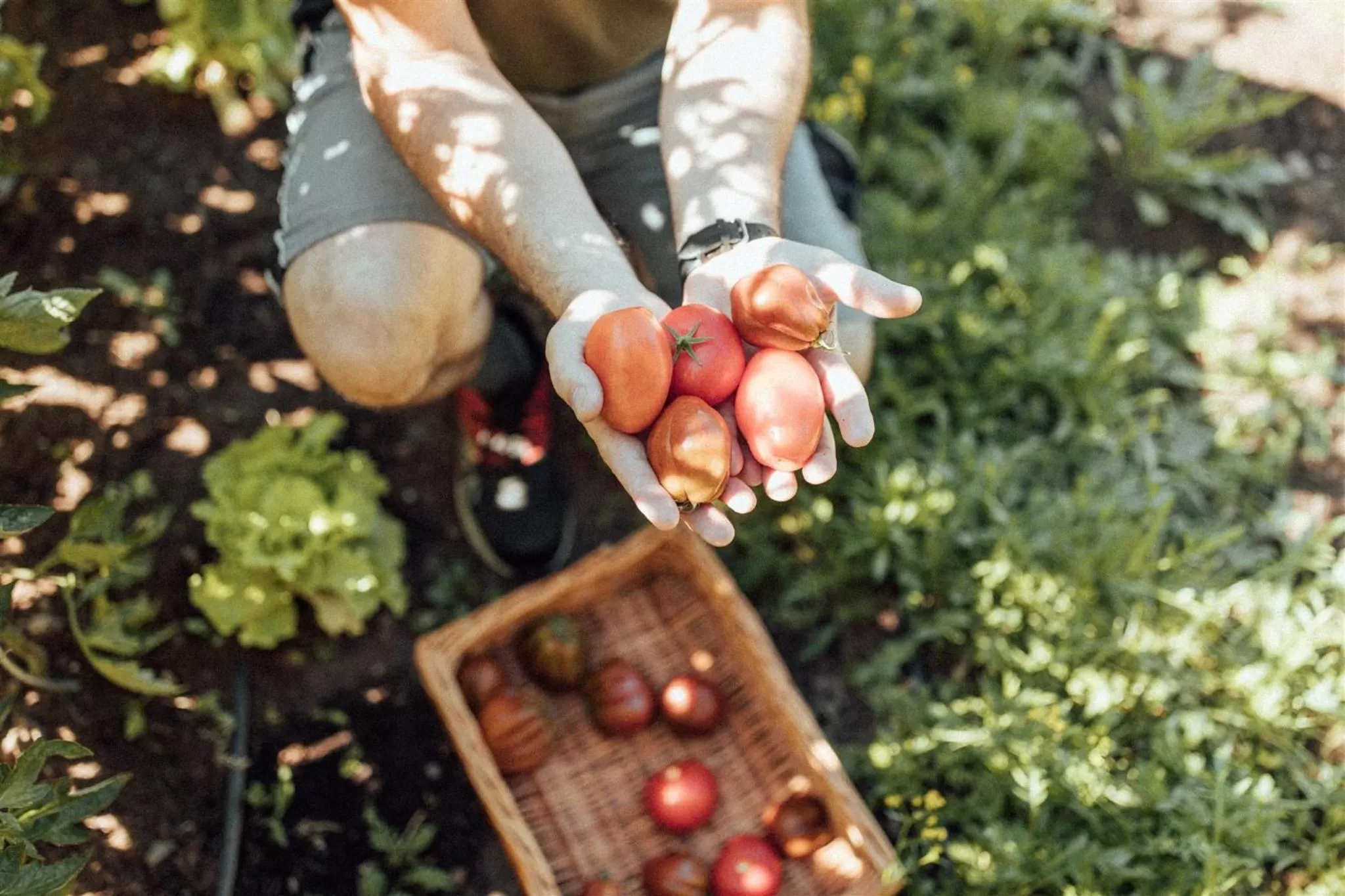 Food and drinks in Biohotel theiner's garten