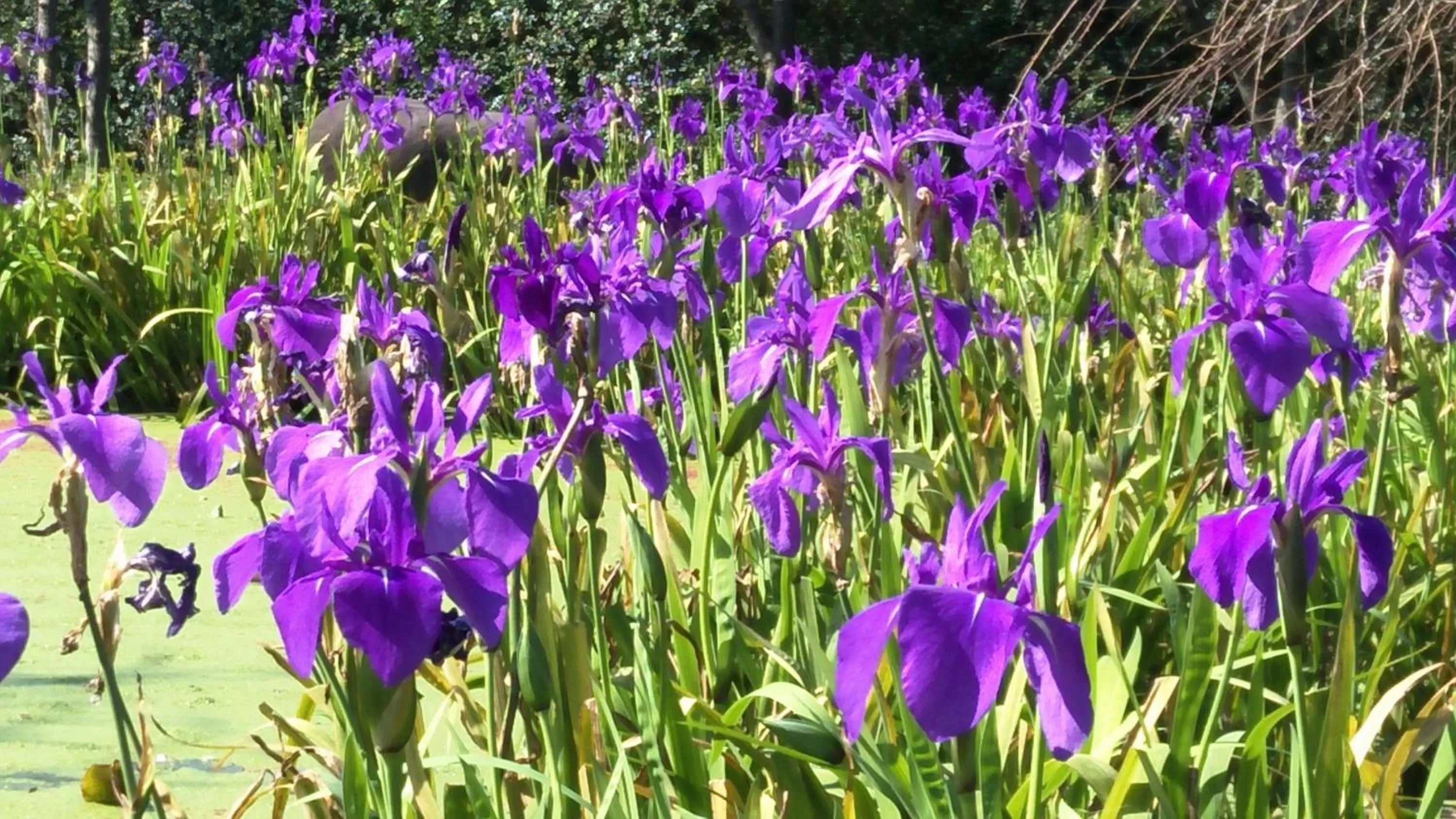 Other Animals in Rainbow Bridge B&B