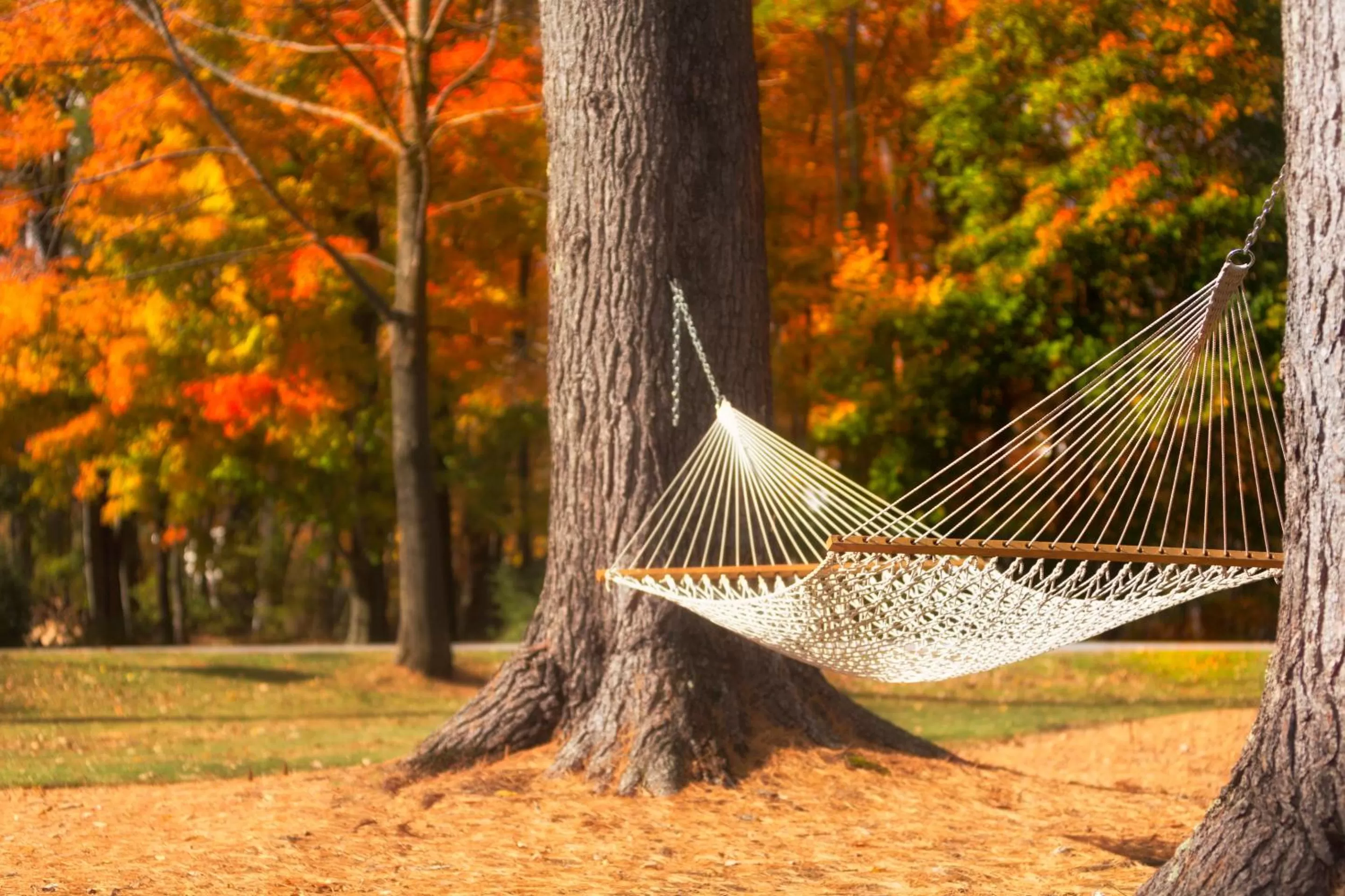 Natural landscape in The Inn at Manchester