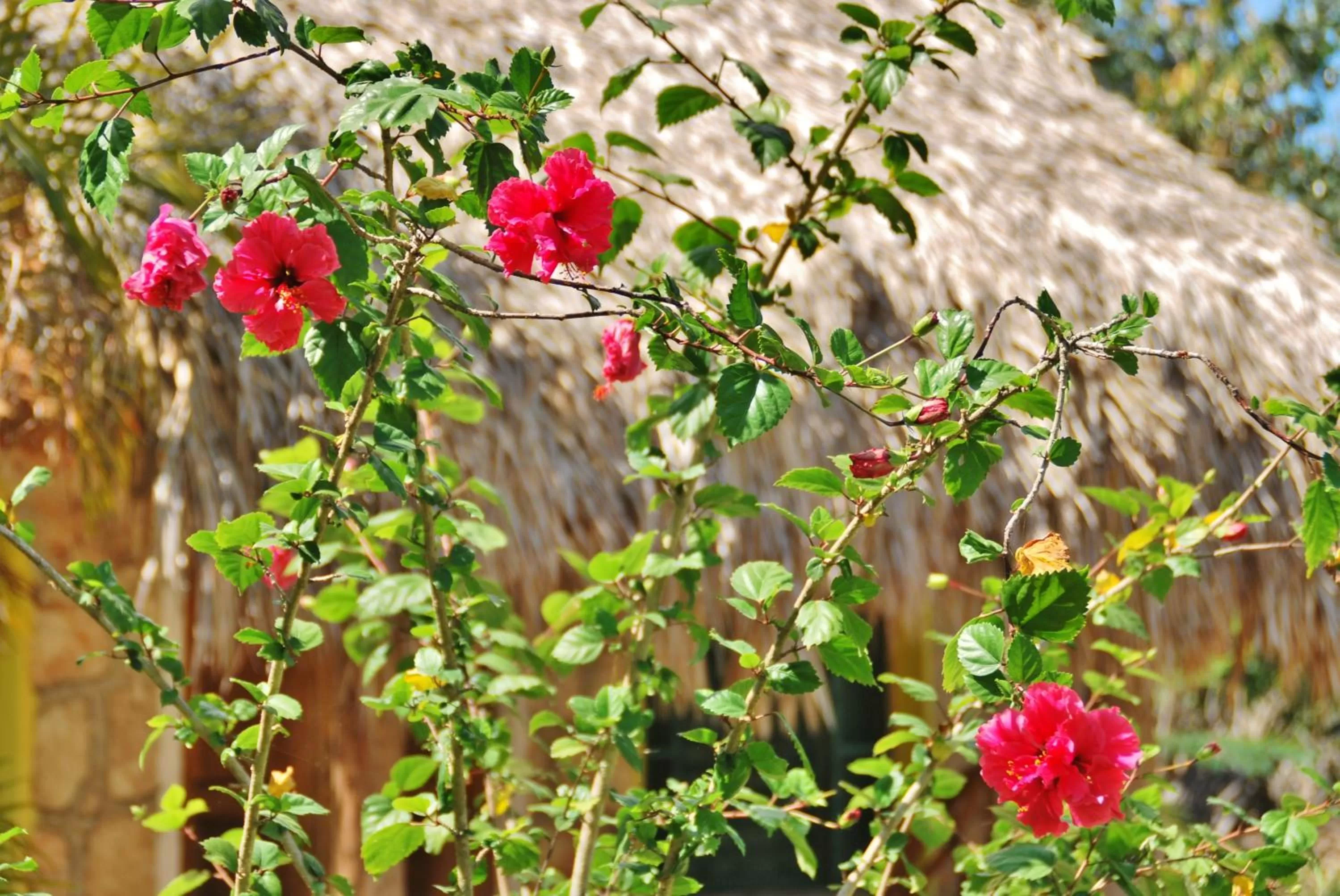 Garden in Villas Ecotucan
