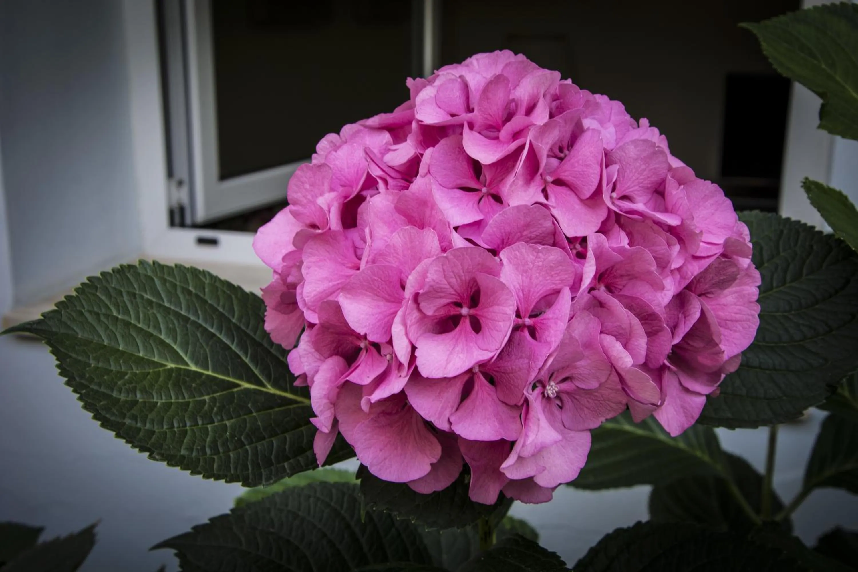 Garden in Hotel Riviera Blu