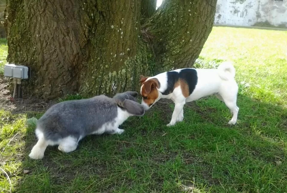 Pets in B&B Het Schaliënhof