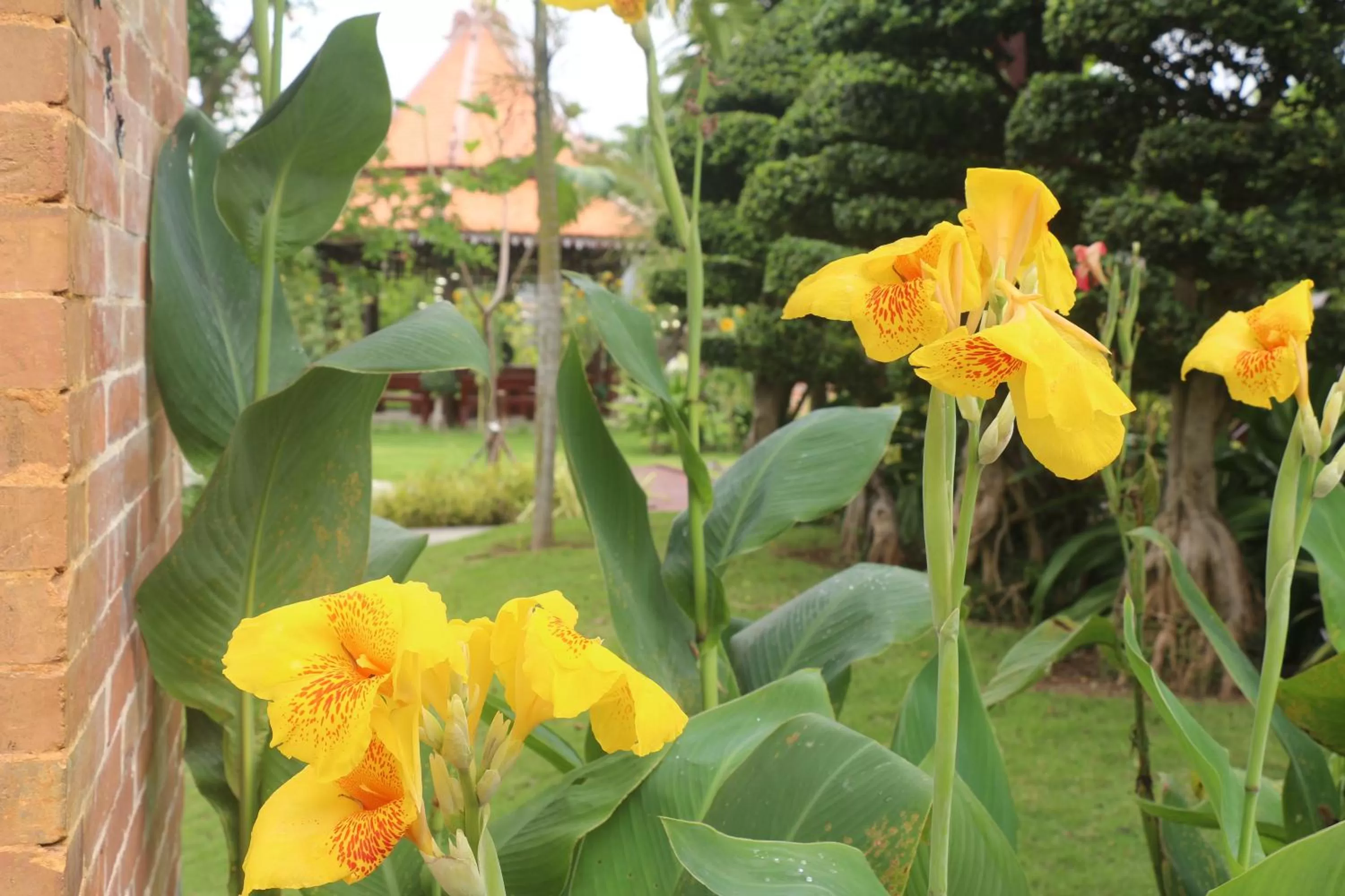 Garden view, Garden in Try Palace Resort-Kep