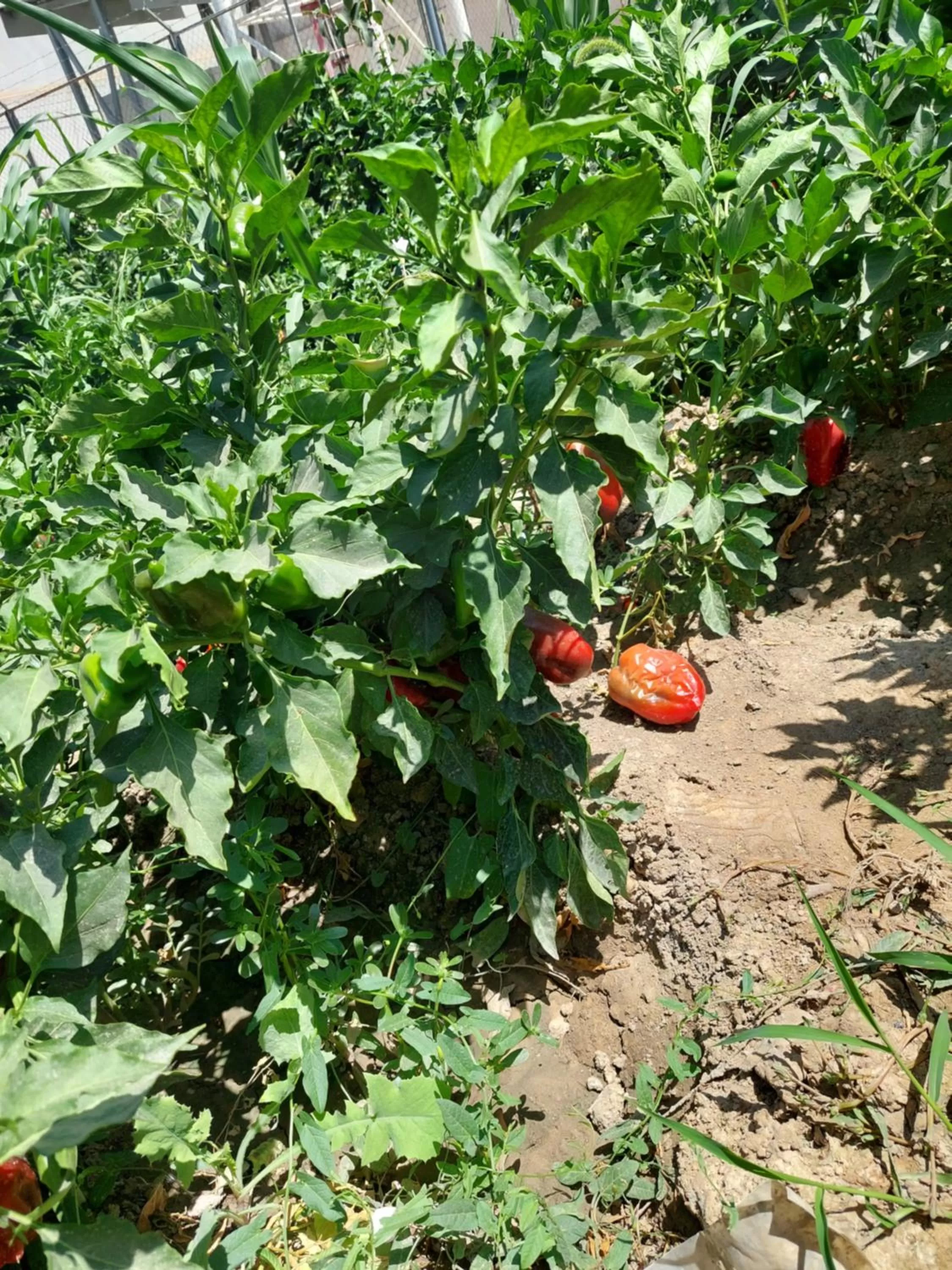 Garden in Samarabonu Hotel