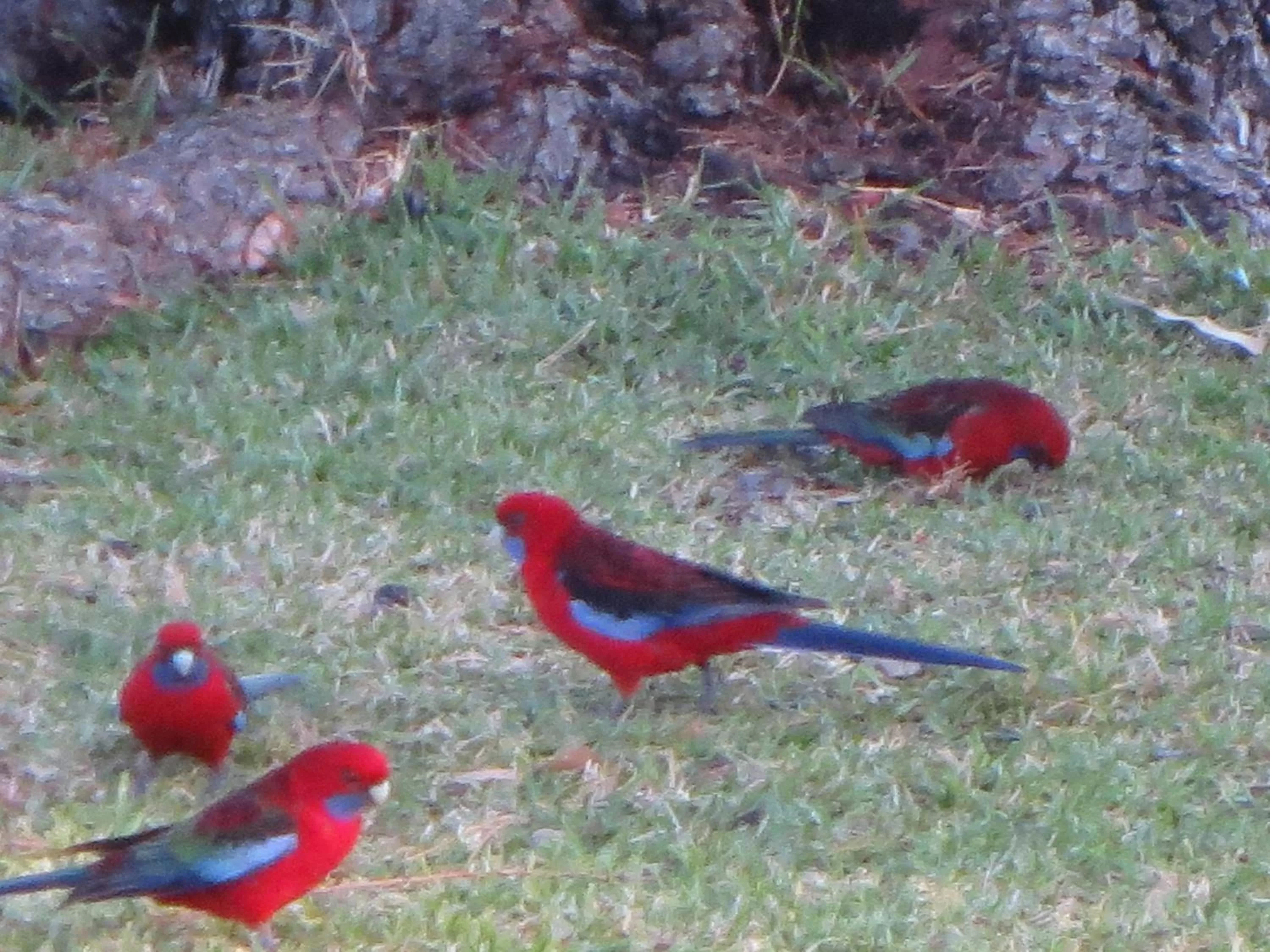 Garden in By the Beach B&B Self Contained Apartments