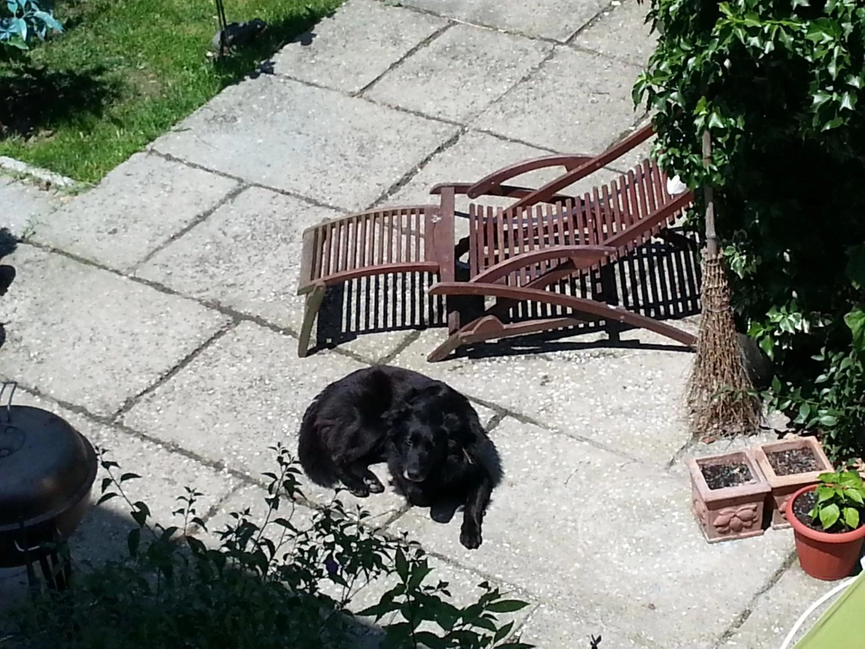 Pets in A Due Passi Dal Centro Rooms For Rent