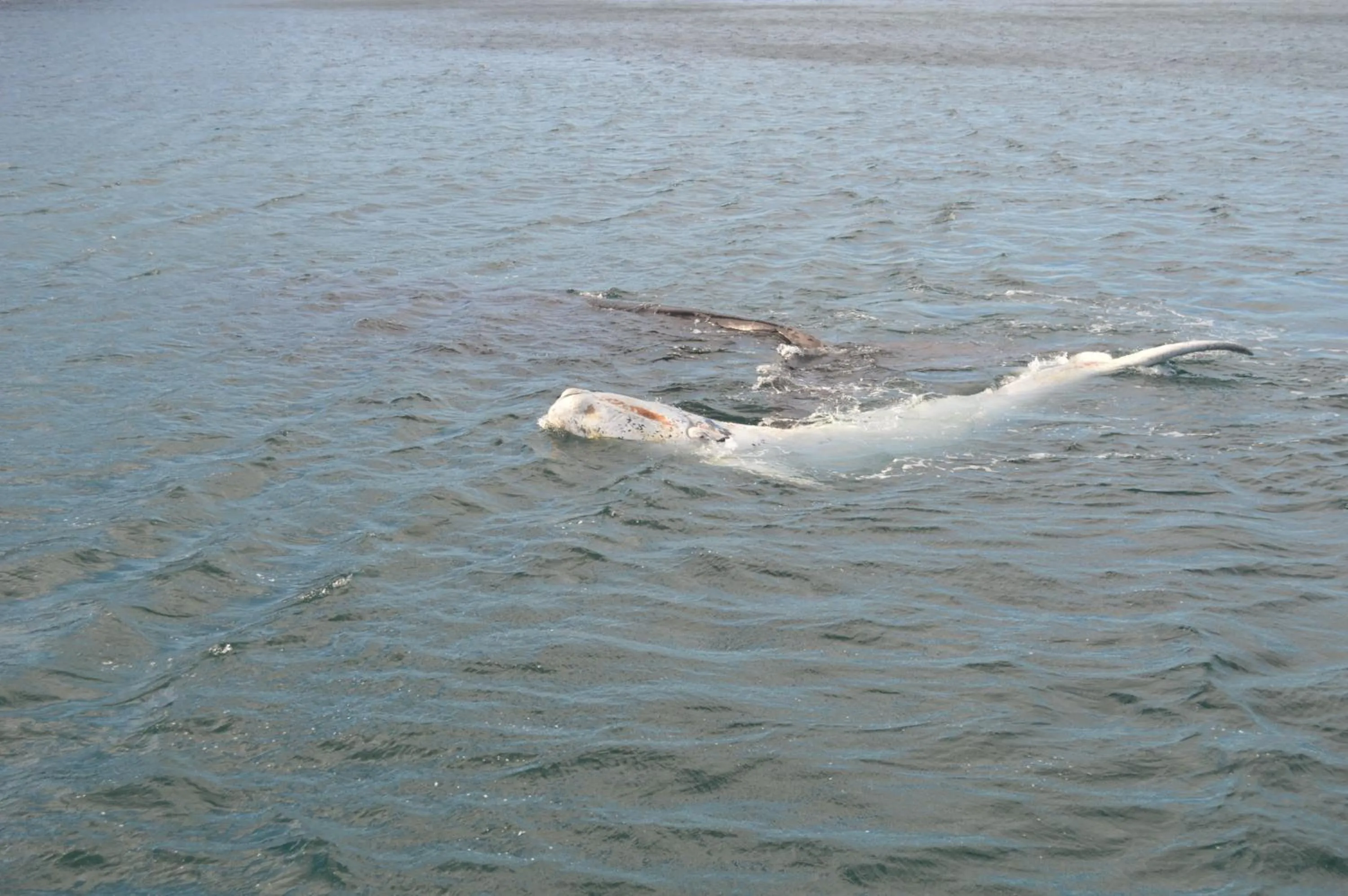 Activities, Other Animals in Hotel Rayentray Trelew