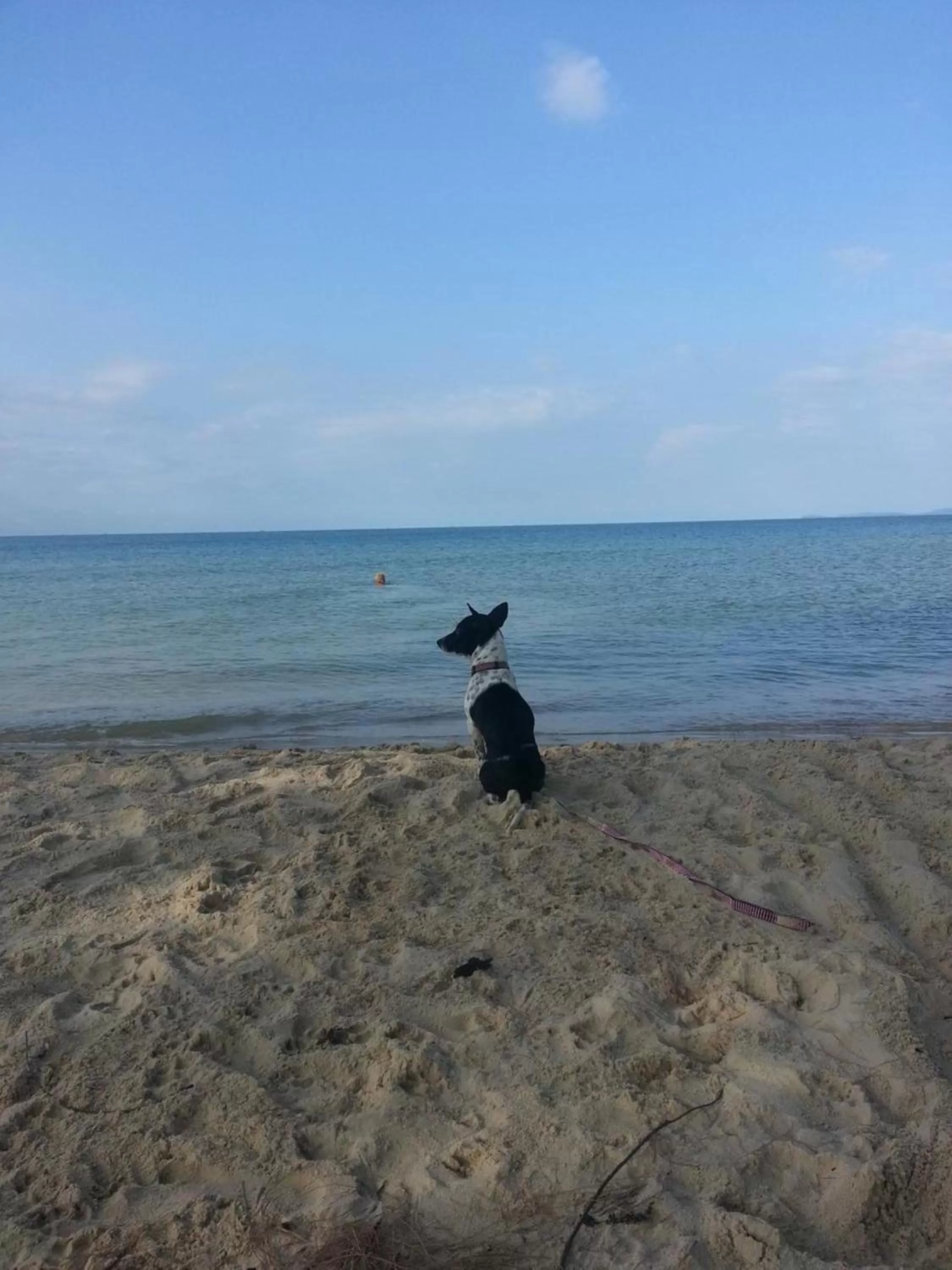 Pets, Natural Landscape in Spayhiti