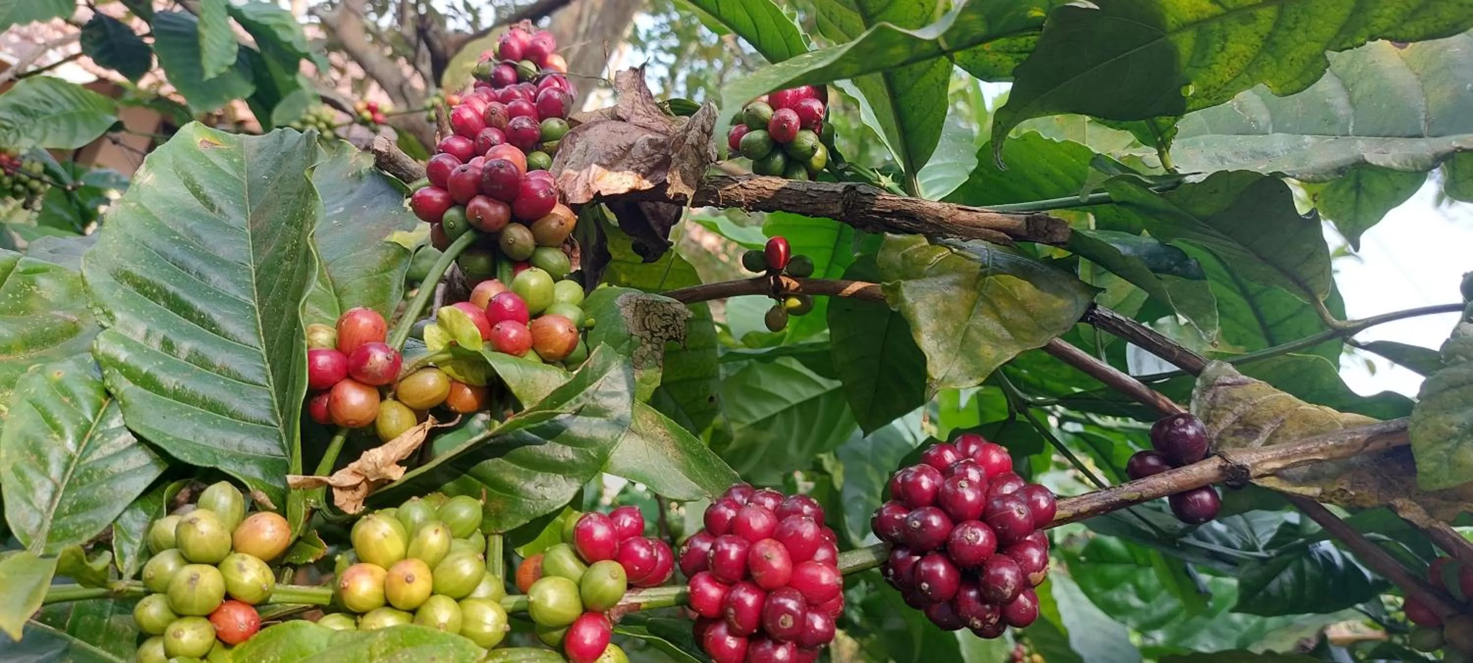 Garden in Magnolia Estates & Resorts