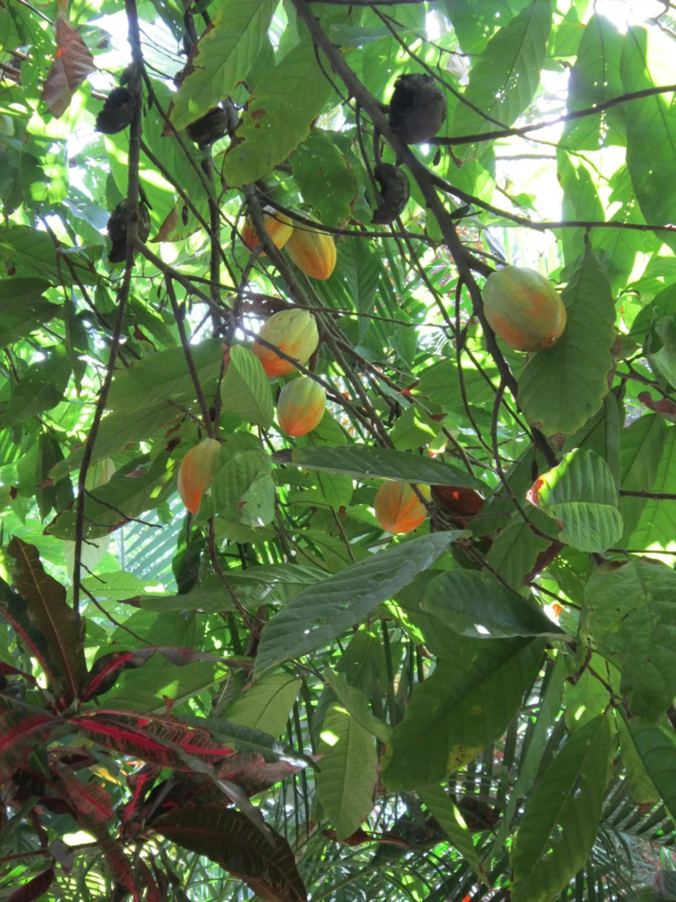 Garden in Hotel El Paraiso Escondido - Costa Rica