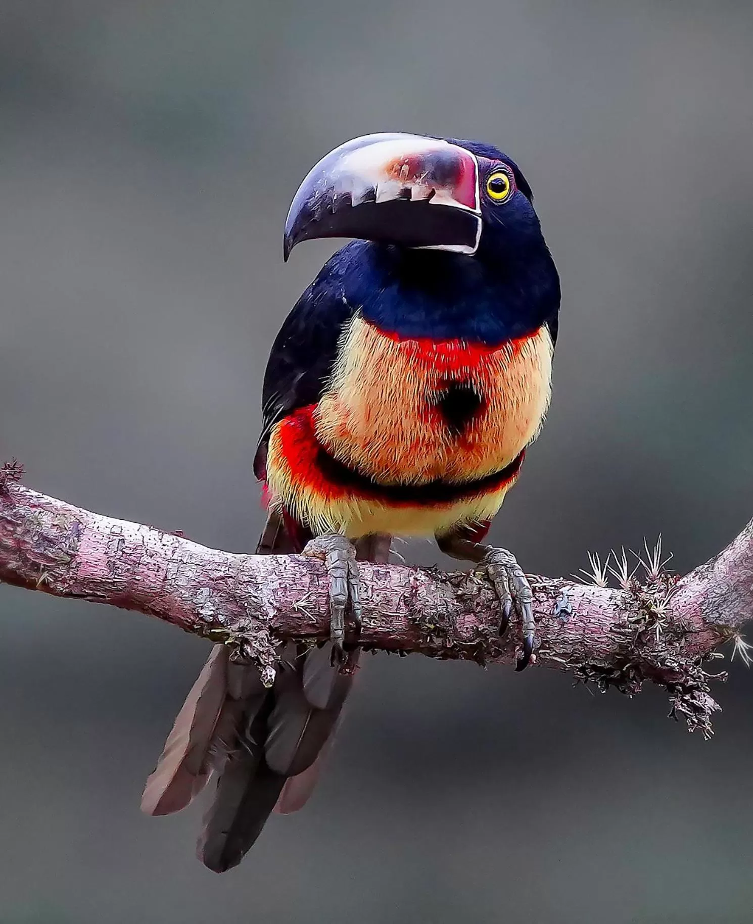 Garden, Other Animals in Arte de Plumas birding lodge
