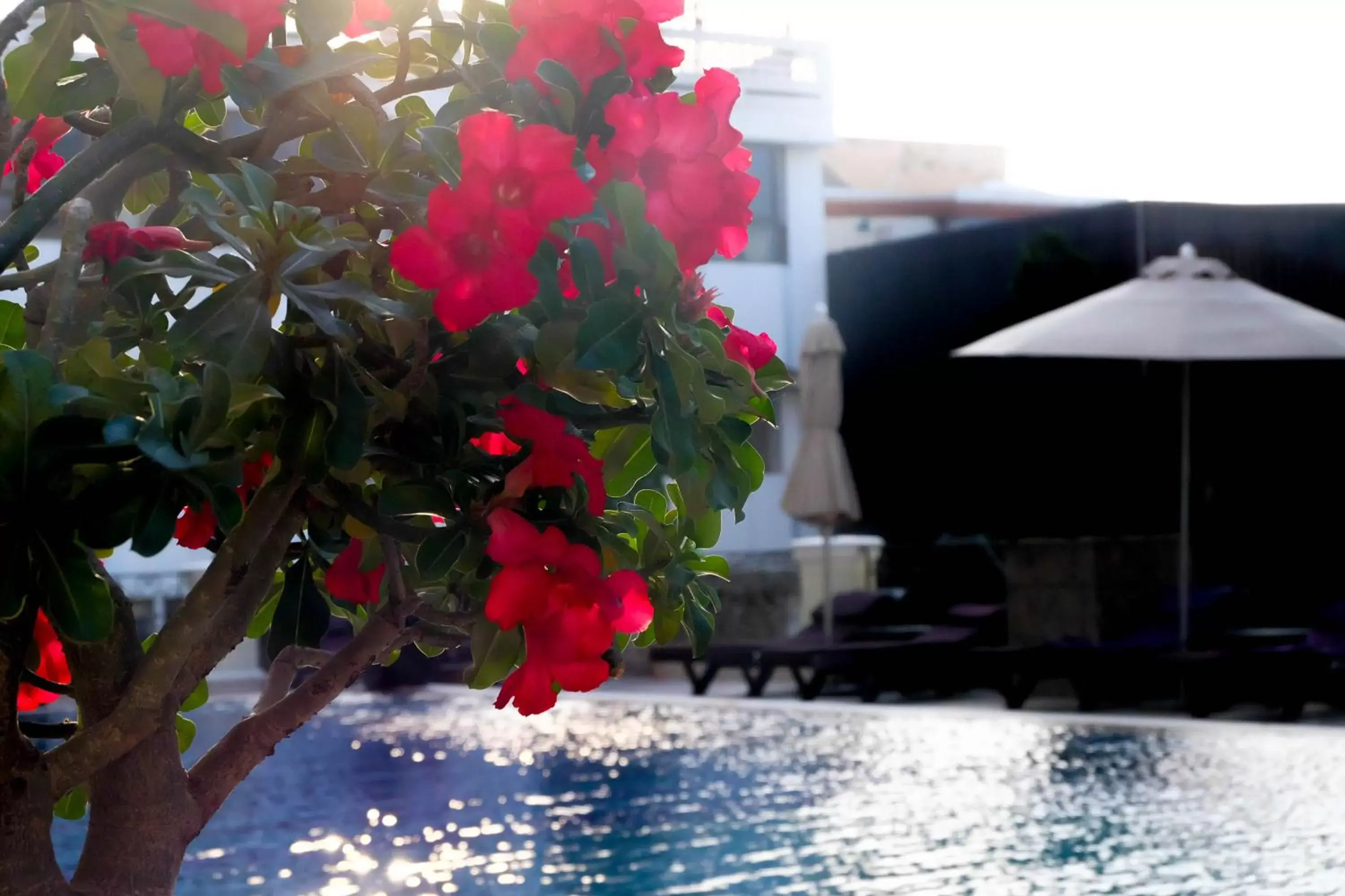 Deluxe Room with Pool View in LK The Empress Deluxe Room with Pool View in LK The Empress