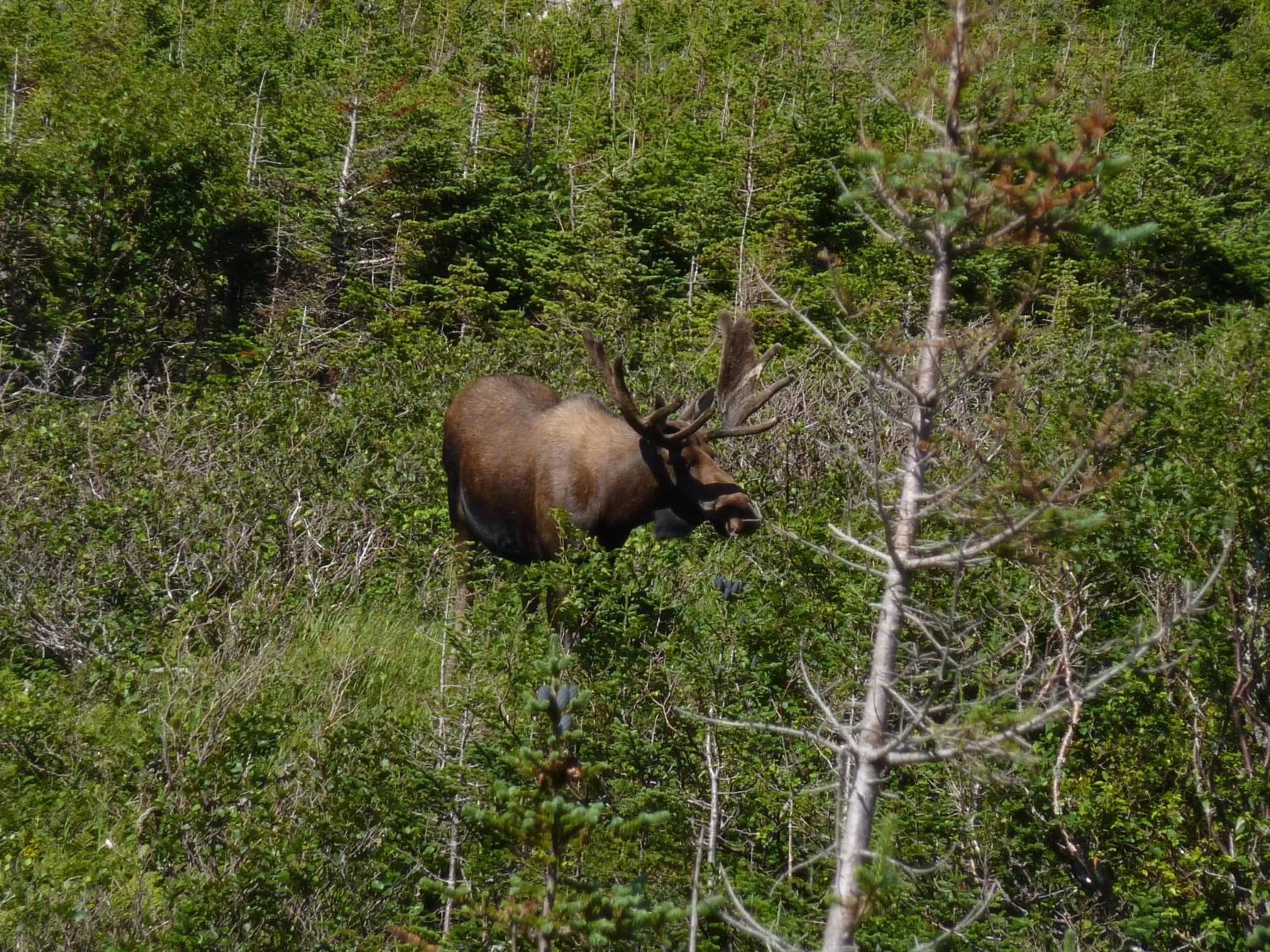 Nearby landmark in Deer Lake Horizon Hotel, BW Signature Collection