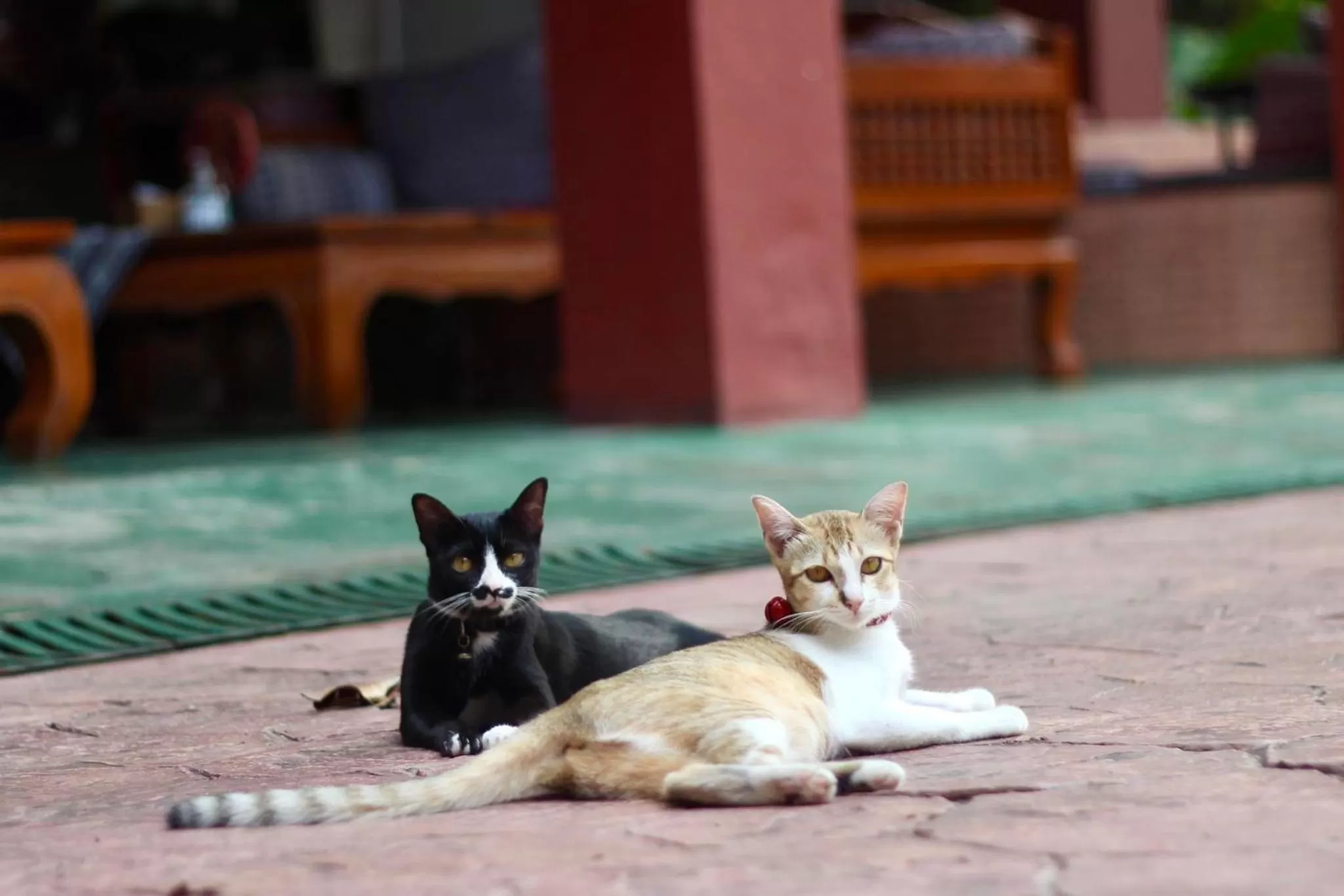 Pets in Joy's House & Tour