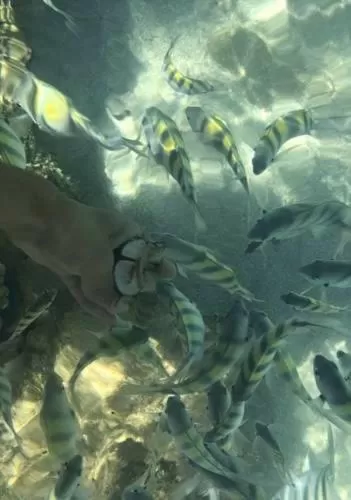 Other Animals in Pousada São Miguel dos Milagres