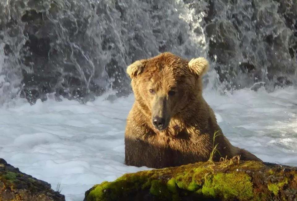 Summer in Halcyon Heights B&B/Inn