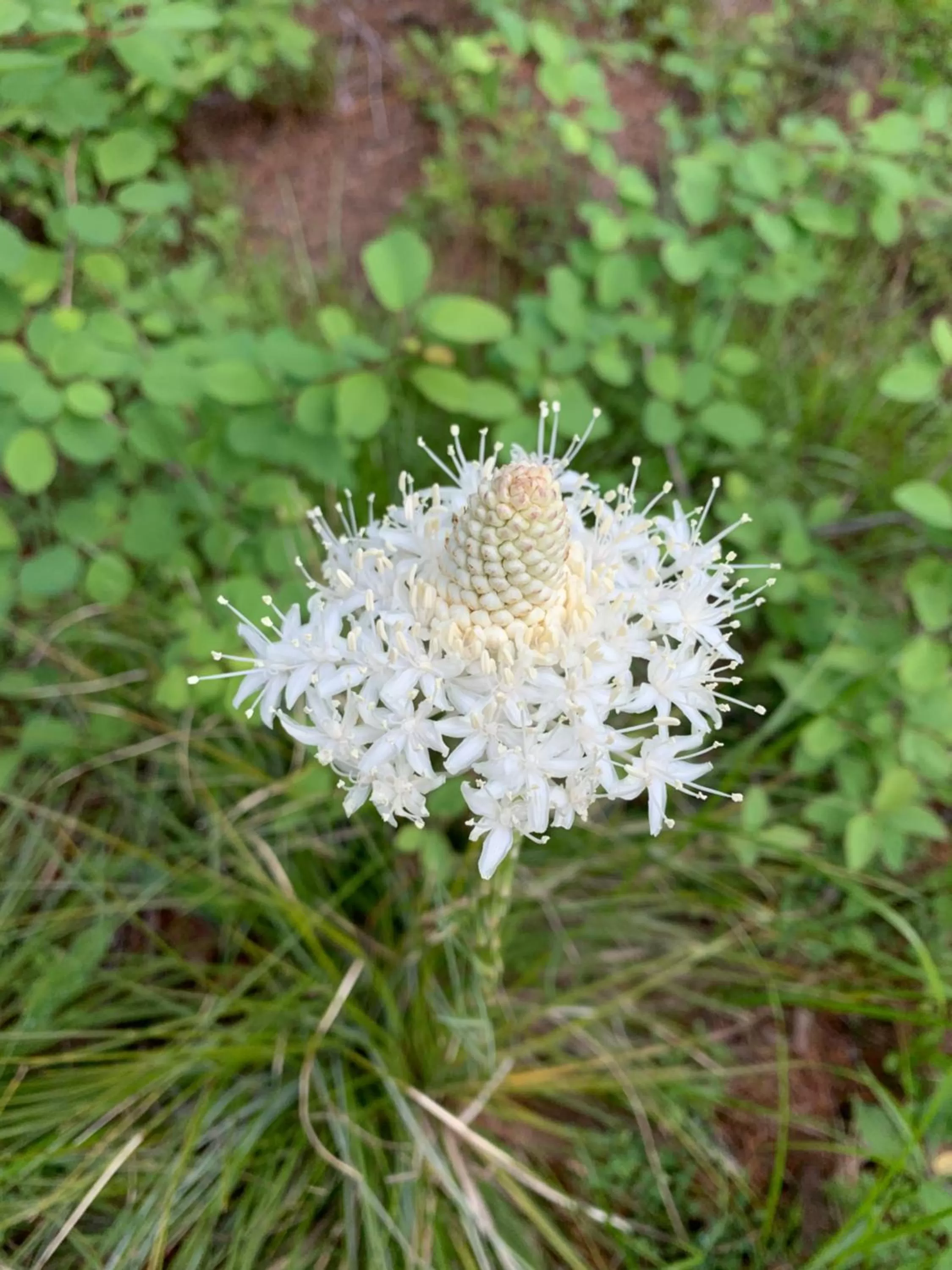 Natural landscape in Glacier Haven Inn