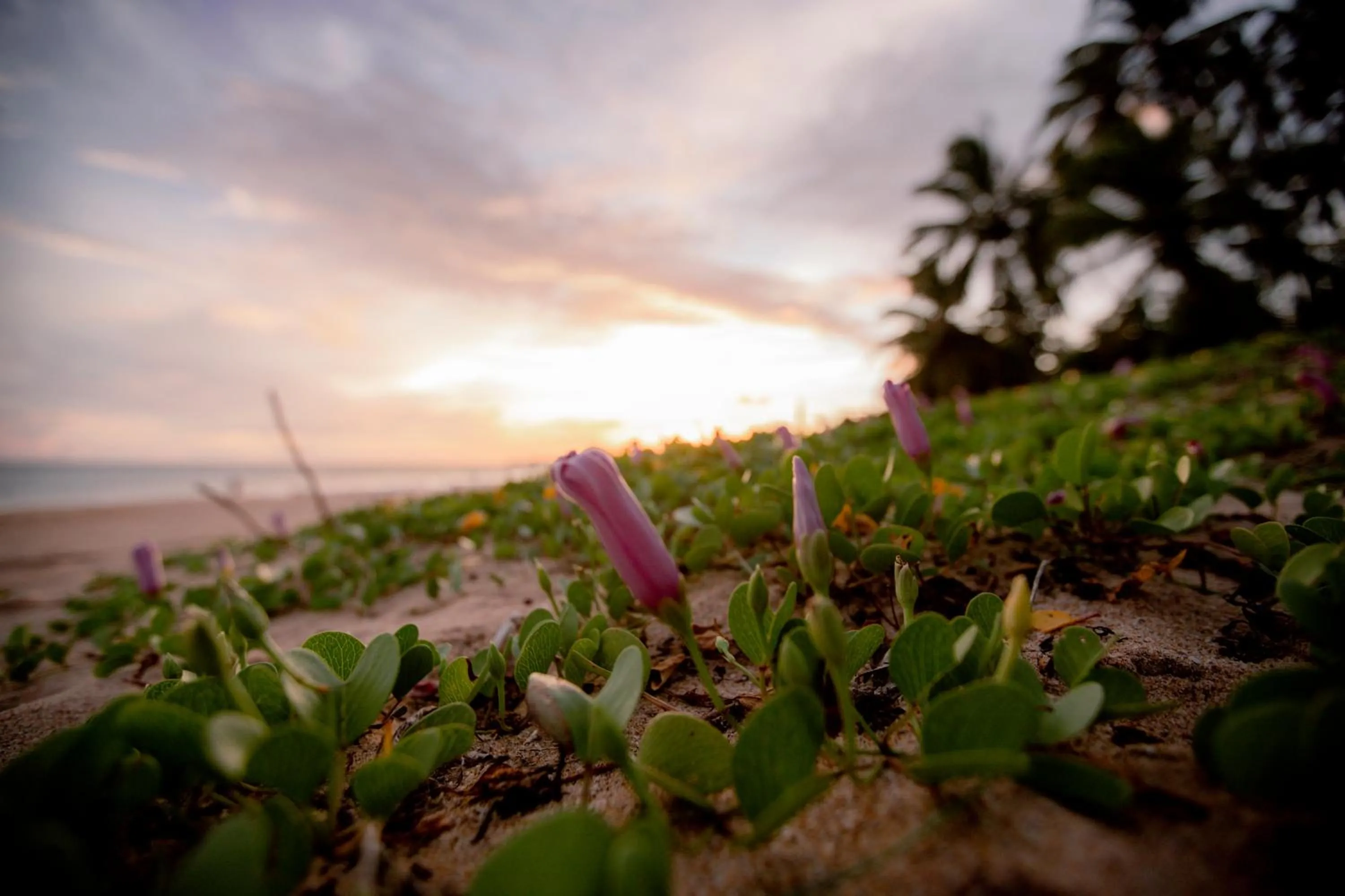 Natural landscape in Helios Beach Resort