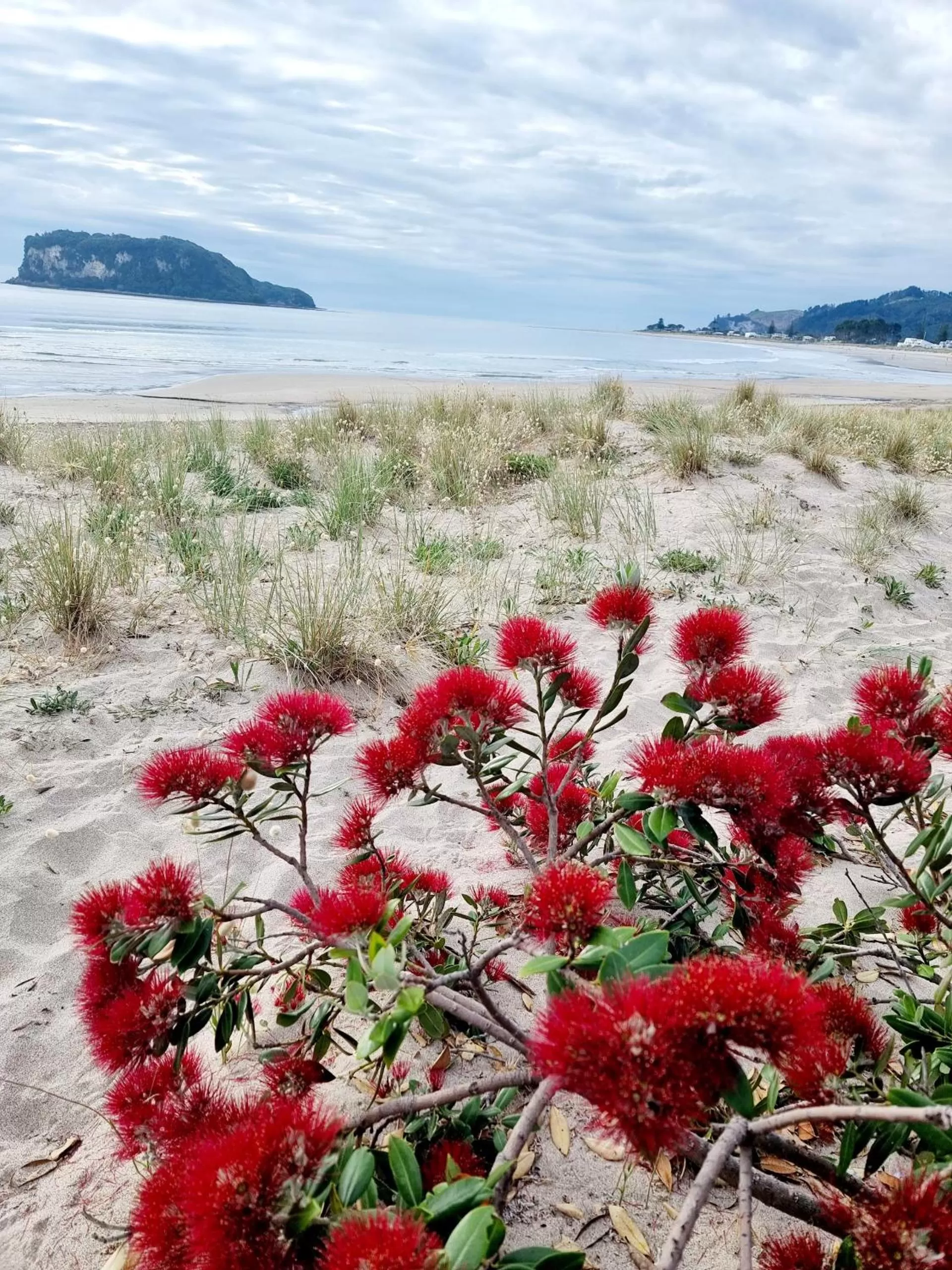 Natural landscape in Southpacific Motel