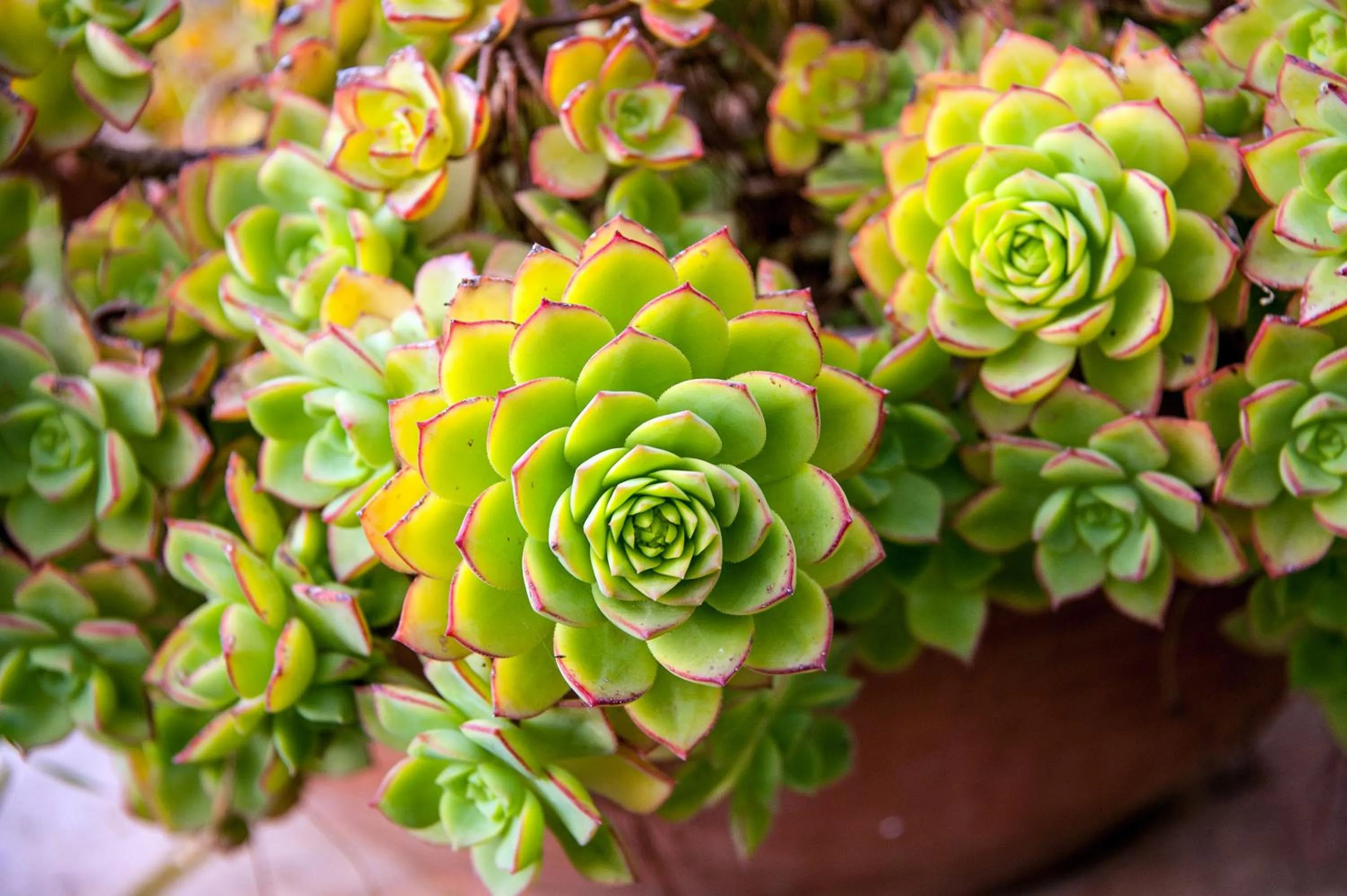 Garden in Hotel Terminal - Caroli Hotels