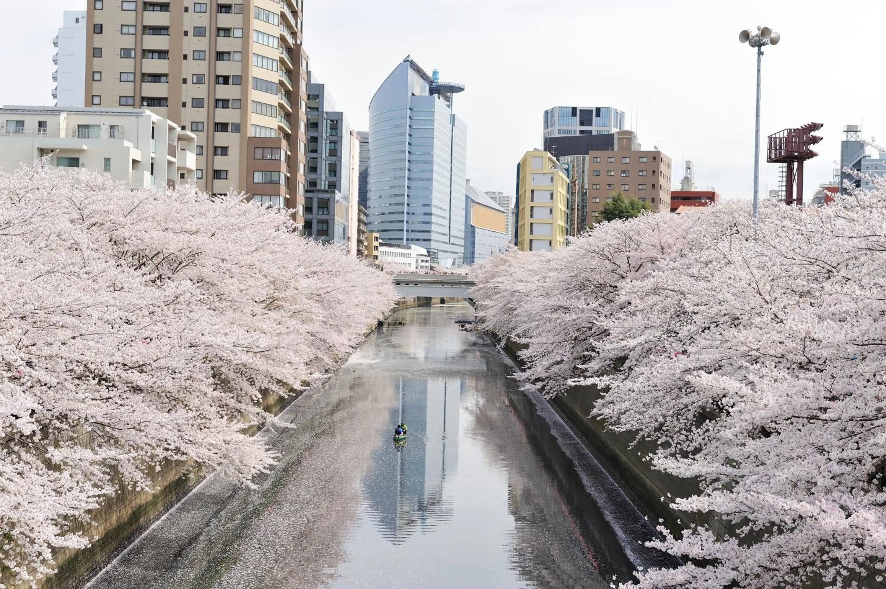 Spring in Hotel Gajoen Tokyo
